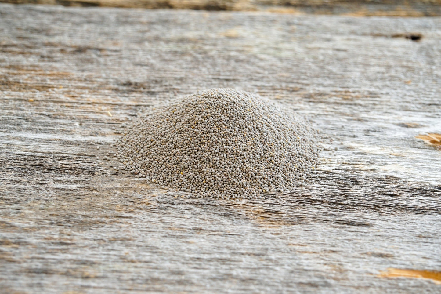 Ladino White Clover (pre - inoculated) - Hale Habitat & Seed