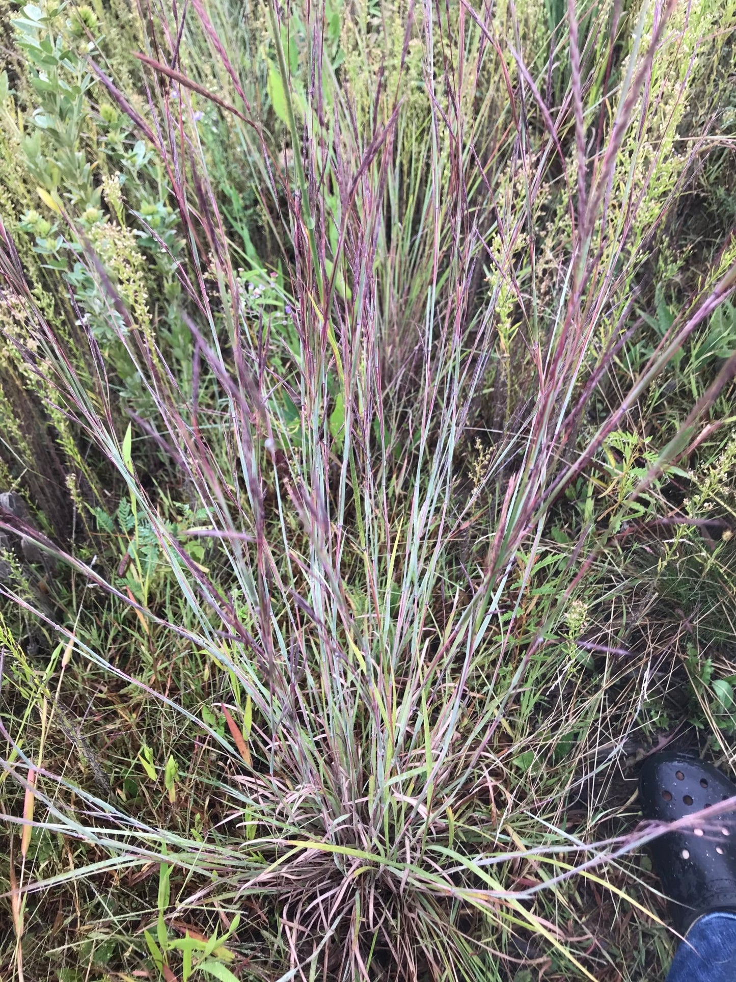 Little Bluestem - Hale Habitat & Seed