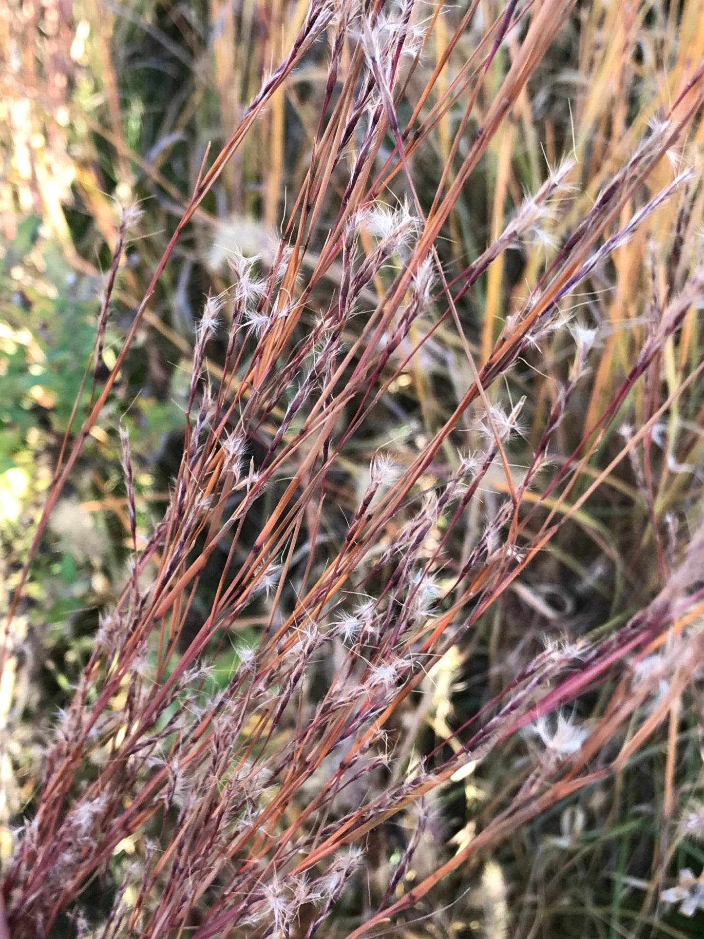 Little Bluestem - Hale Habitat & Seed