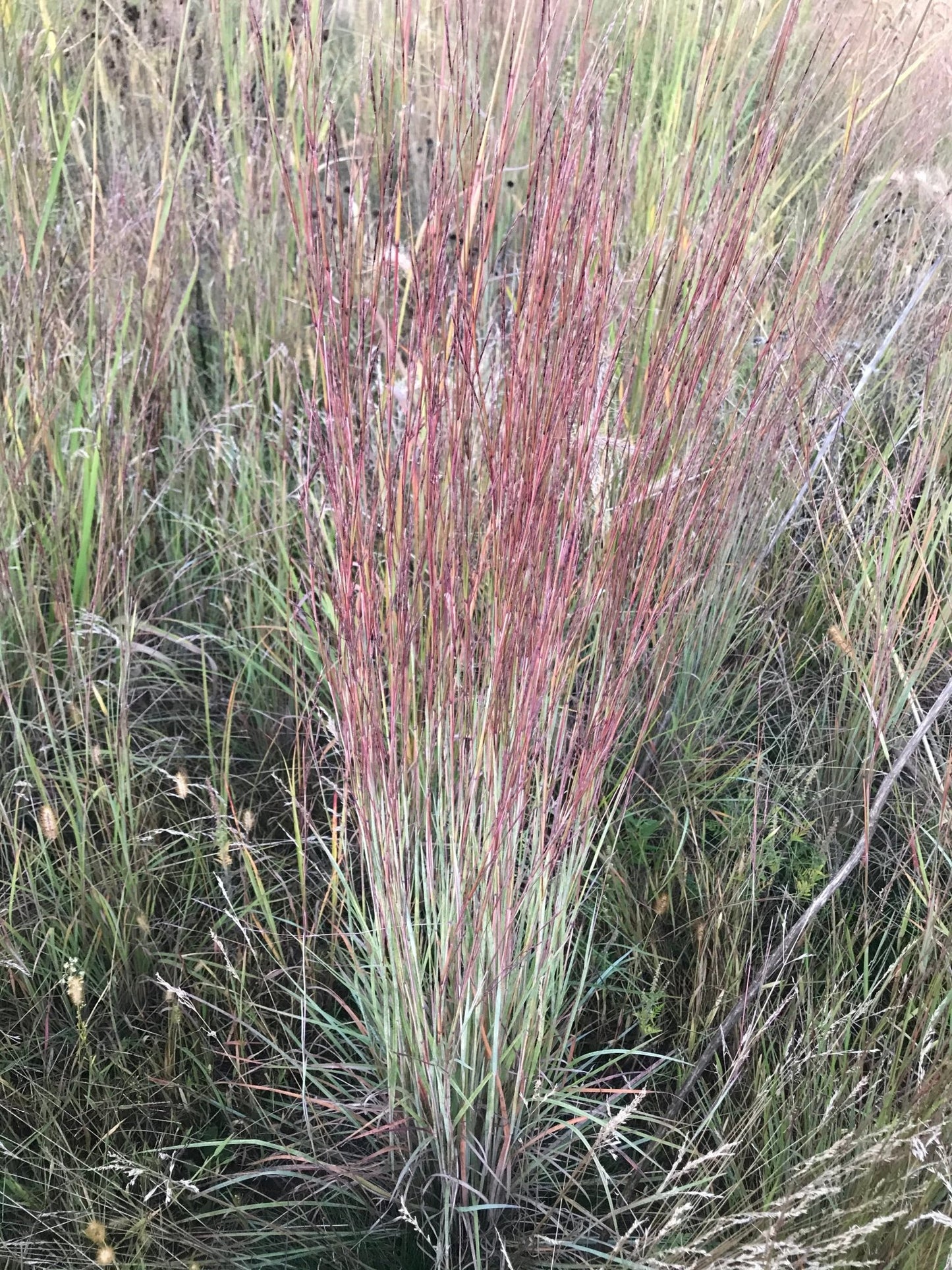 Little Bluestem - Hale Habitat & Seed