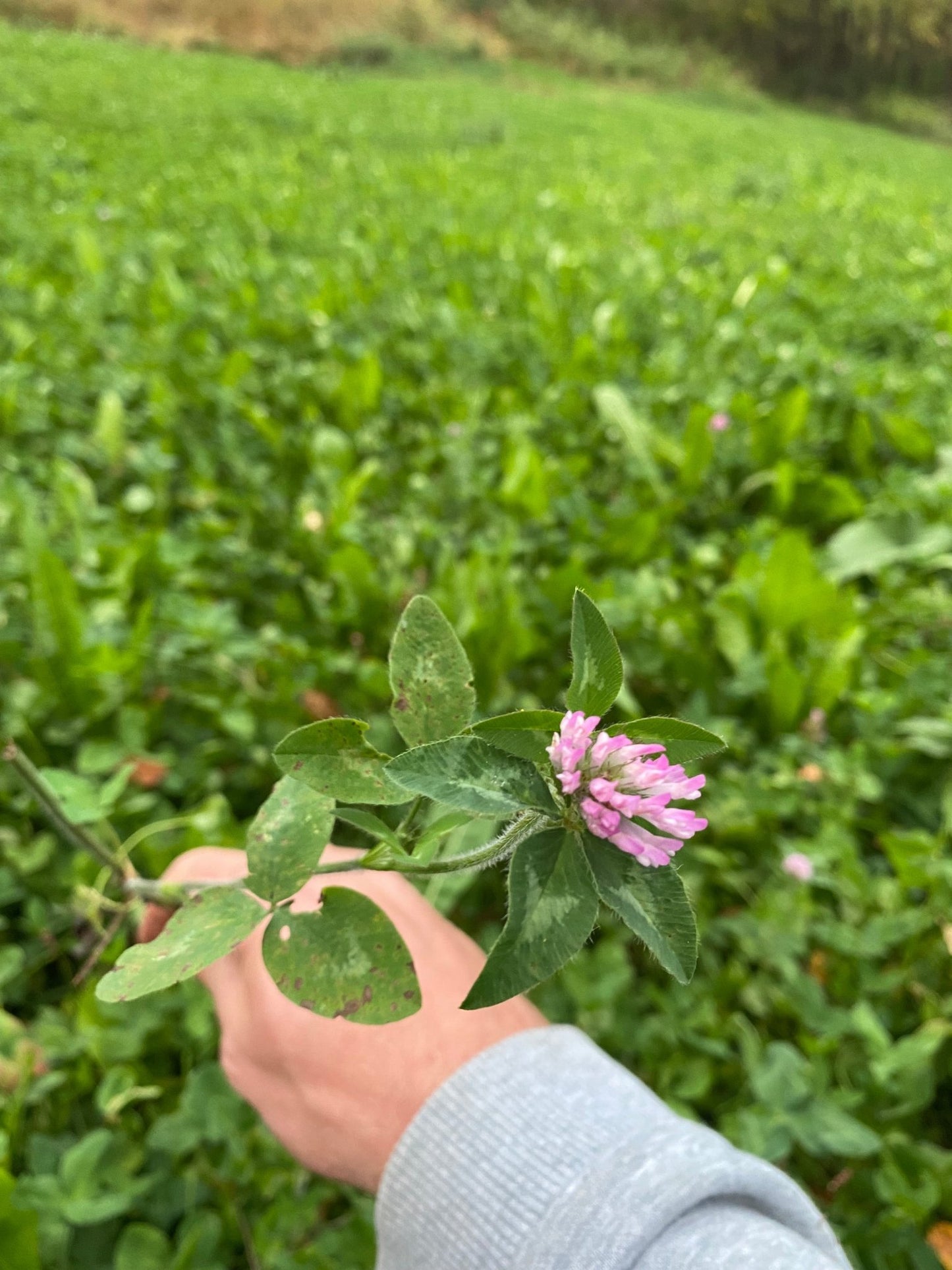 Medium Red Clover (pre - inoculated) - Hale Habitat & Seed