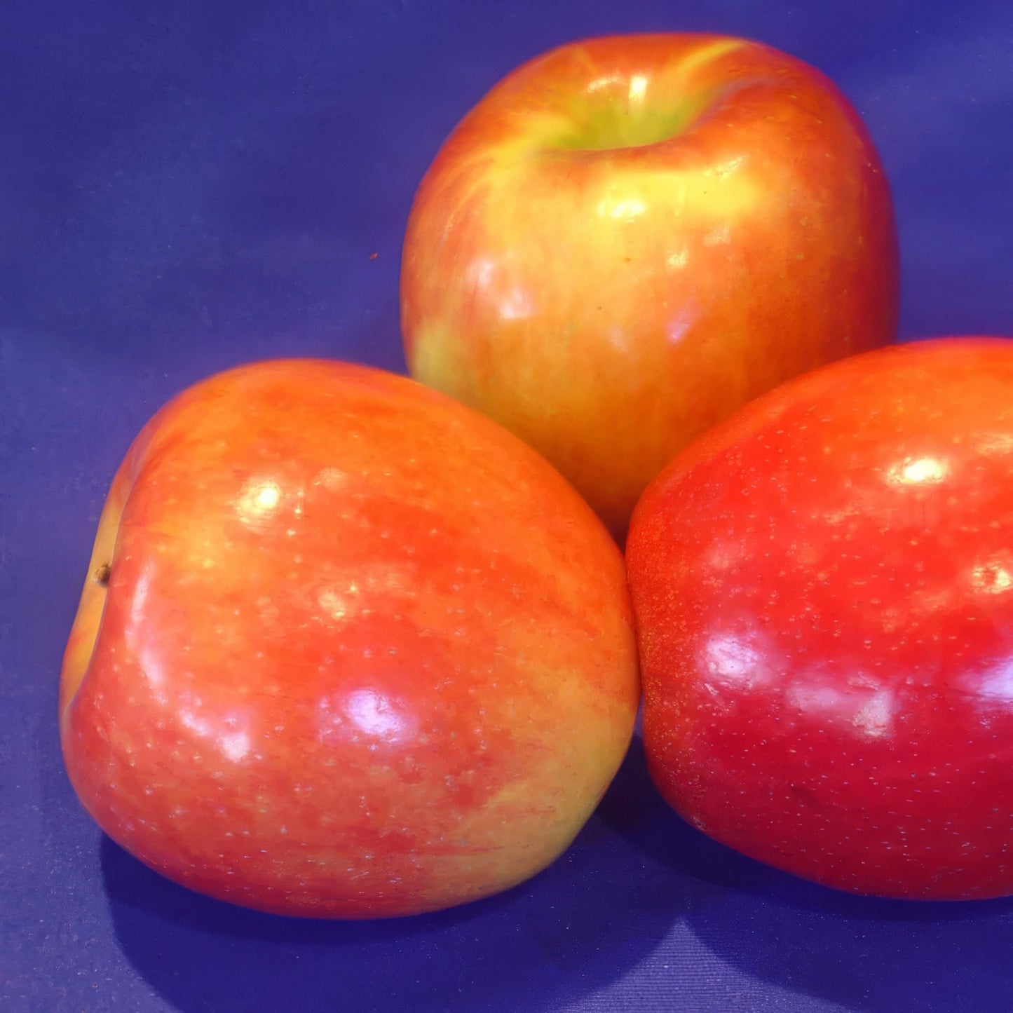 Mixed Fruit Tree Bundle - 10 Trees and Kits - Hale Habitat & Seed