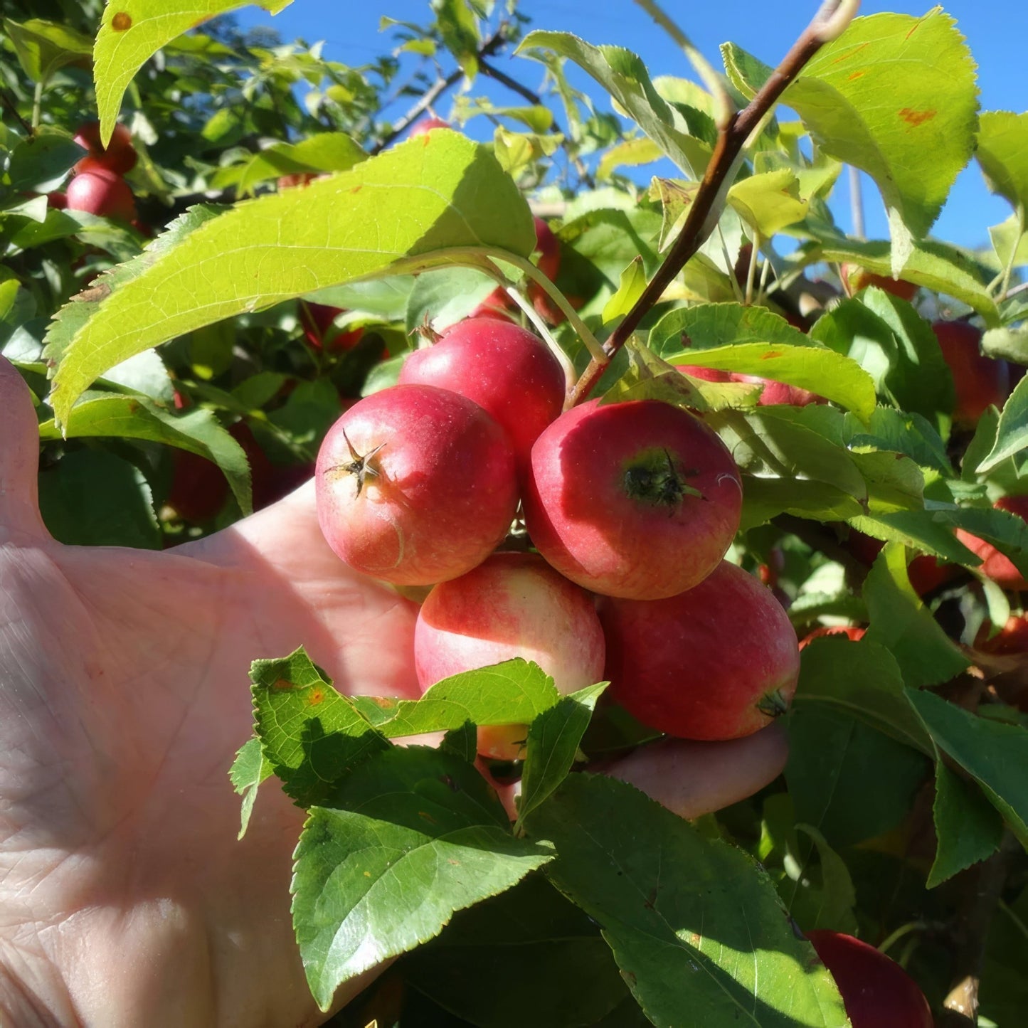 Mixed Fruit Tree Bundle - 10 Trees and Kits - Hale Habitat & Seed