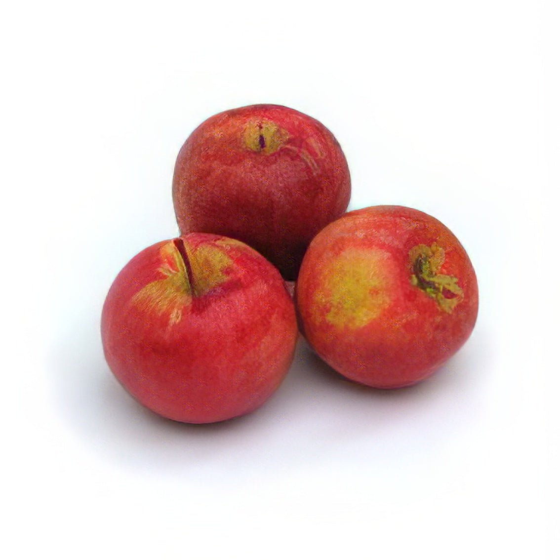 Mixed Fruit Tree Bundle - 10 Trees and Kits - Hale Habitat & Seed