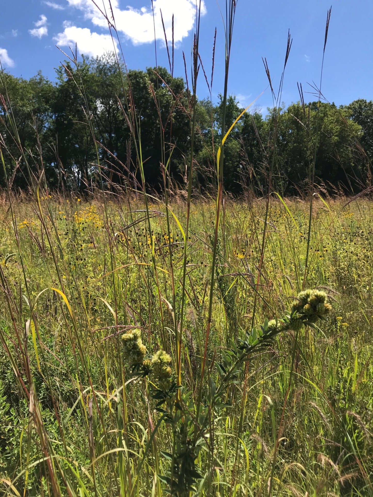 Native Grass Refuge - Hale Habitat & Seed
