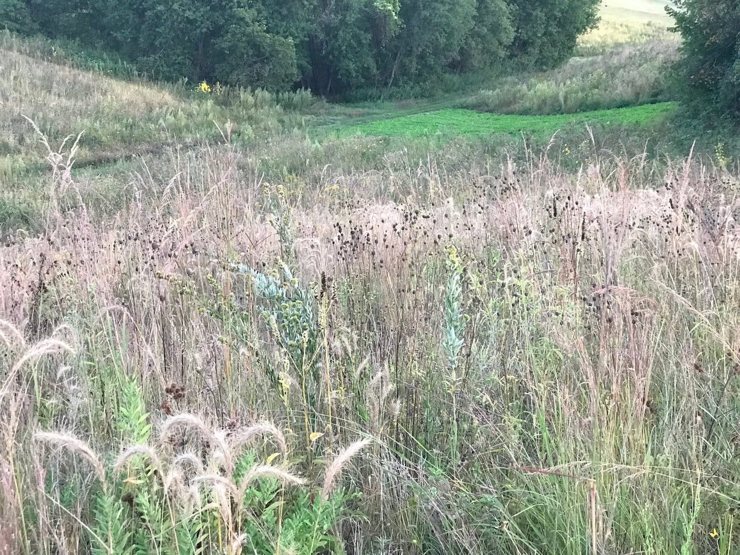 Native Grass Refuge - Hale Habitat & Seed