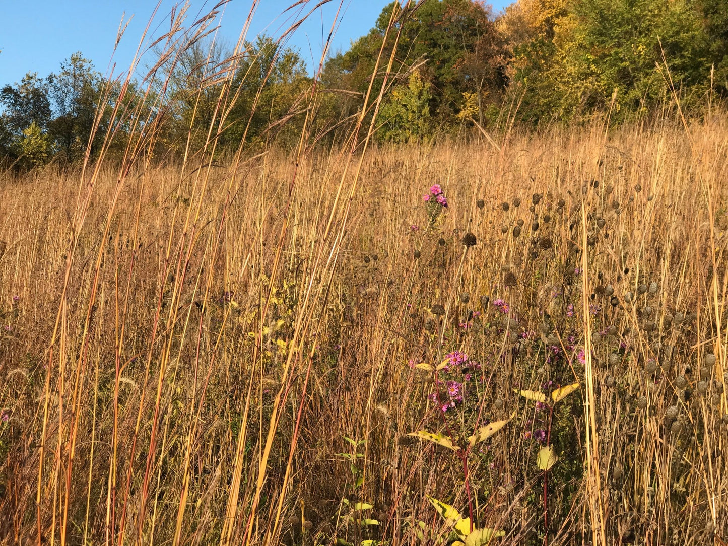 Native Grass Refuge - Hale Habitat & Seed