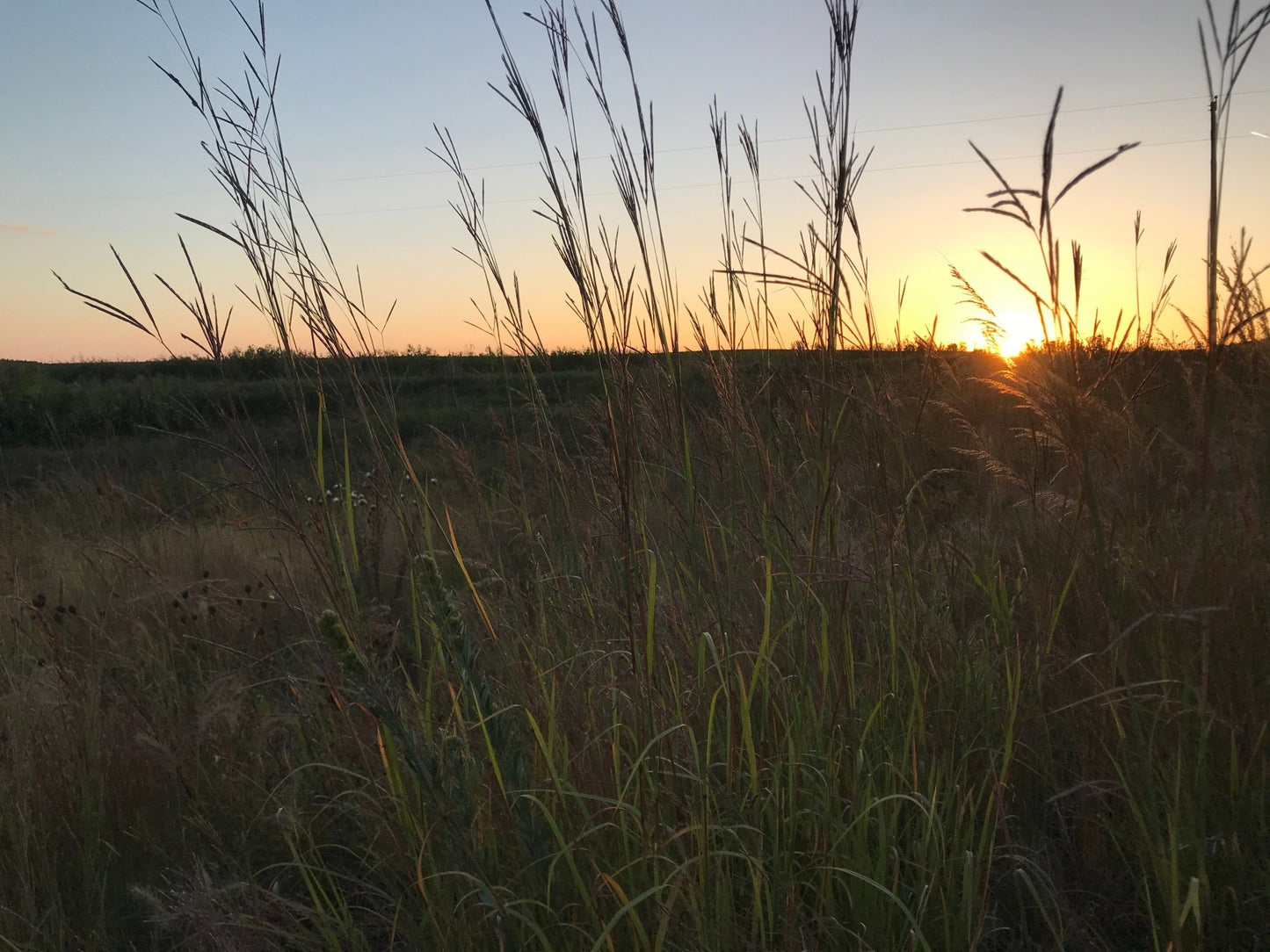 Native Grass Refuge - Hale Habitat & Seed