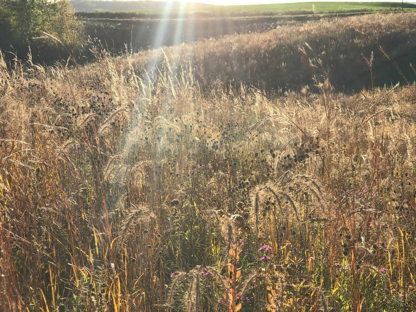 Native Grass Refuge - Hale Habitat & Seed