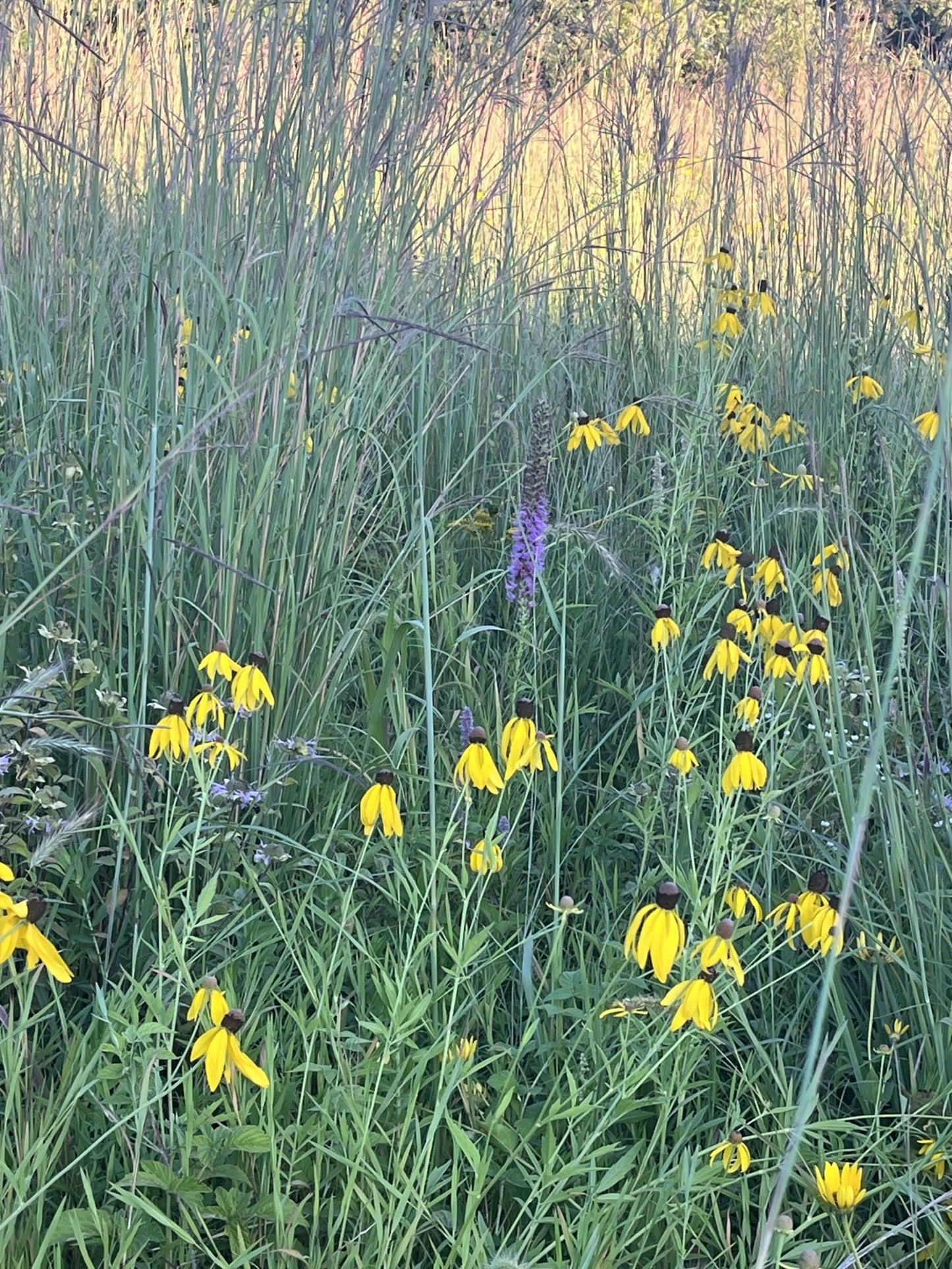Native Grass & Wildflower Refuge - Hale Habitat & Seed