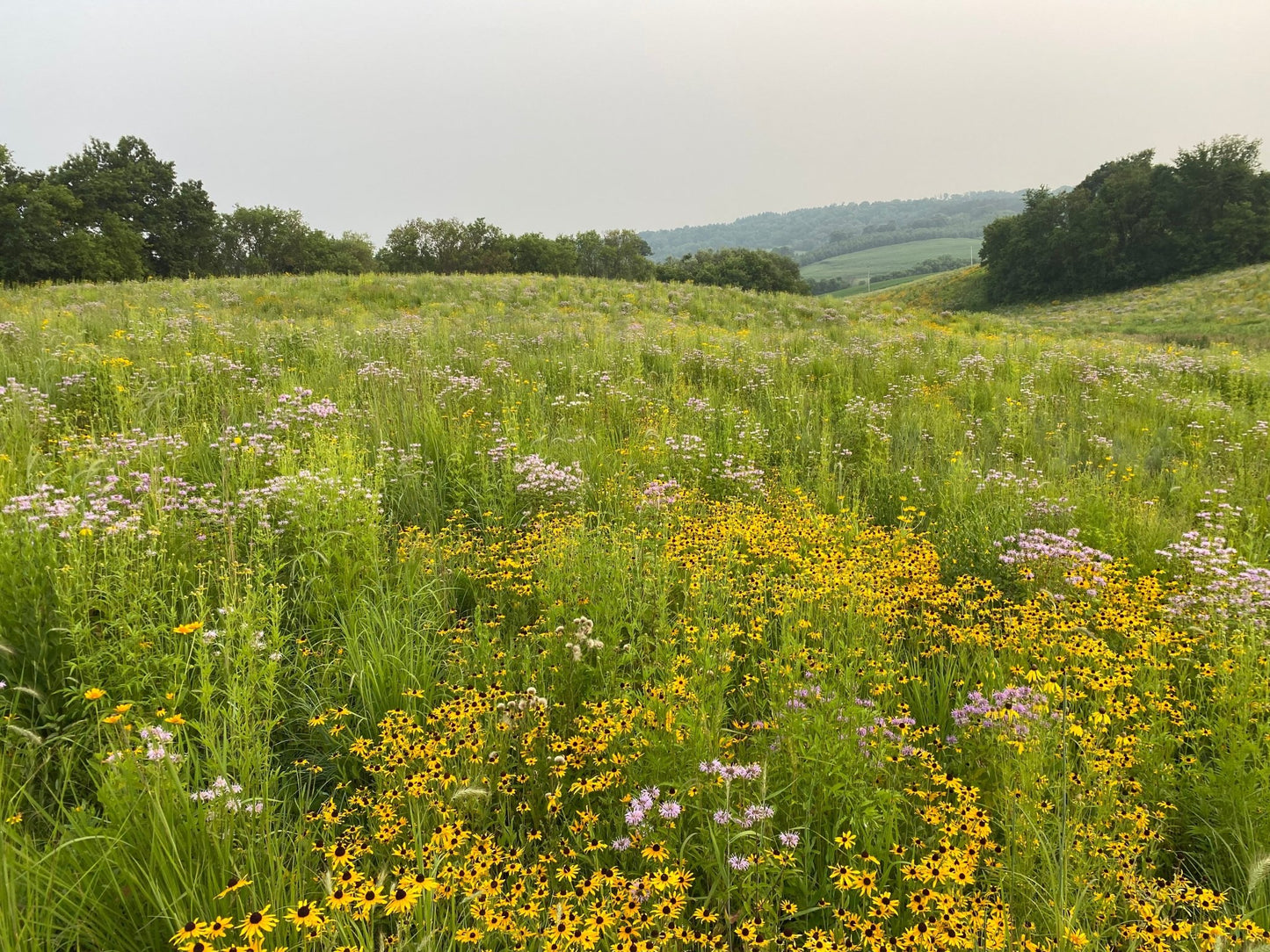 Native Grass & Wildflower Refuge - Hale Habitat & Seed