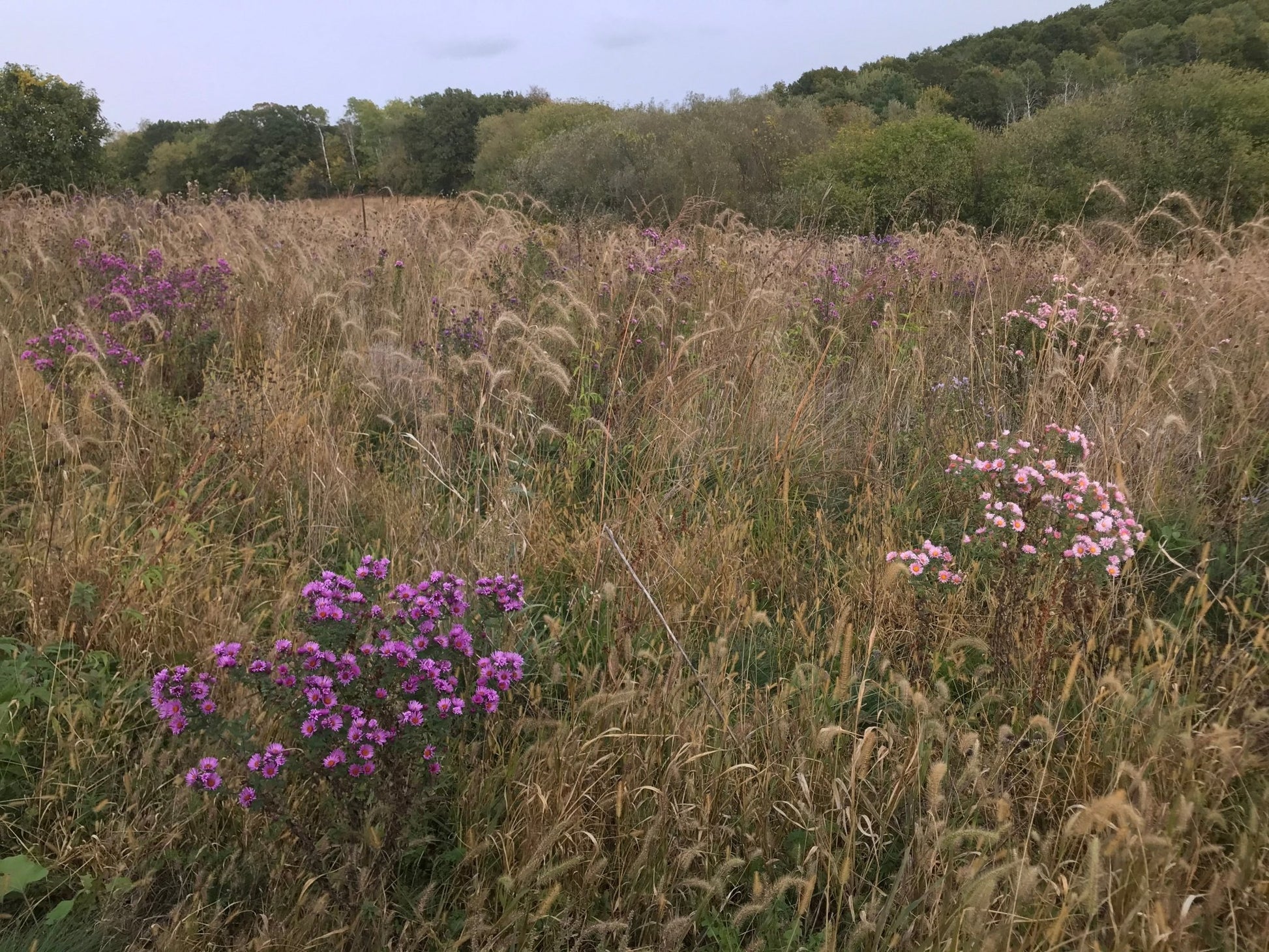 Native Grass & Wildflower Refuge - Hale Habitat & Seed