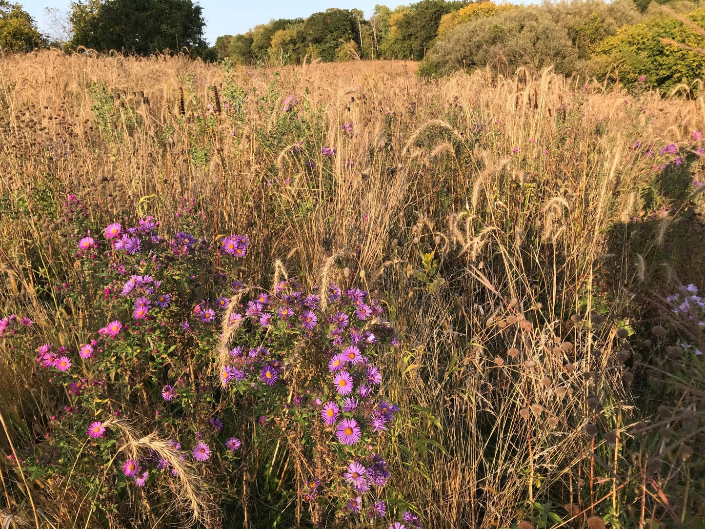 Native Grass & Wildflower Refuge - Hale Habitat & Seed