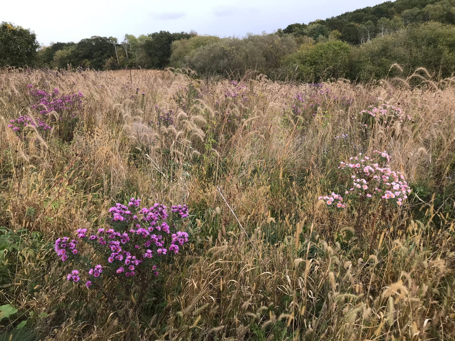Native Grass & Wildflower Refuge - Hale Habitat & Seed