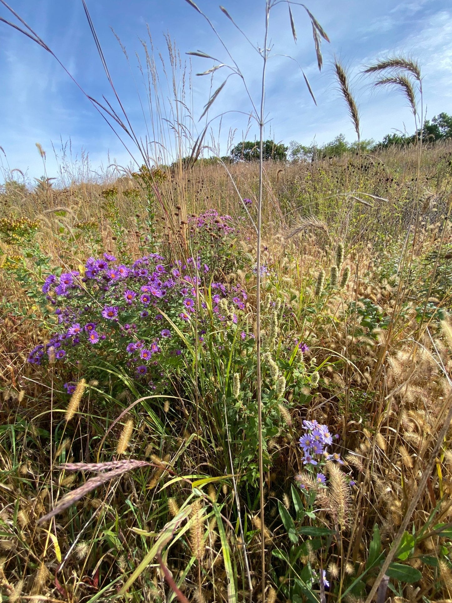 Native Grass & Wildflower Refuge - Hale Habitat & Seed
