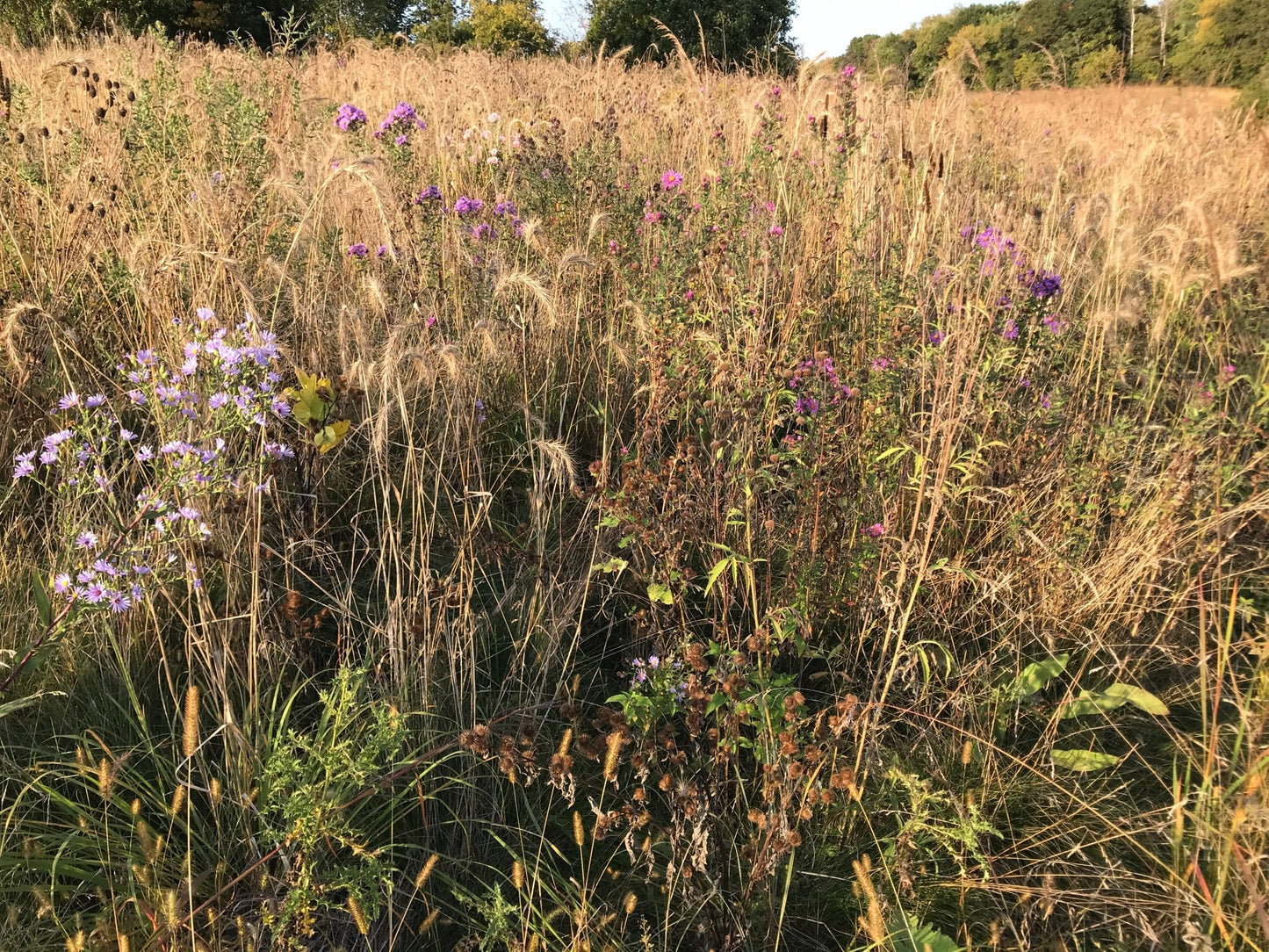 Native Grass & Wildflower Refuge - Hale Habitat & Seed