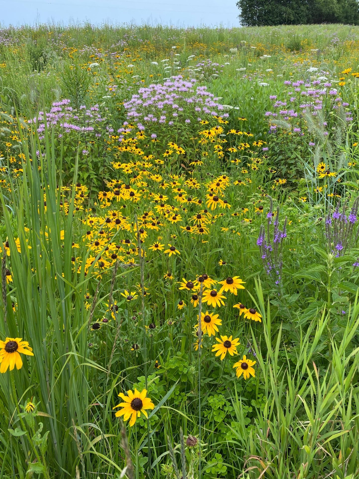 Native Grass & Wildflower Refuge - Hale Habitat & Seed