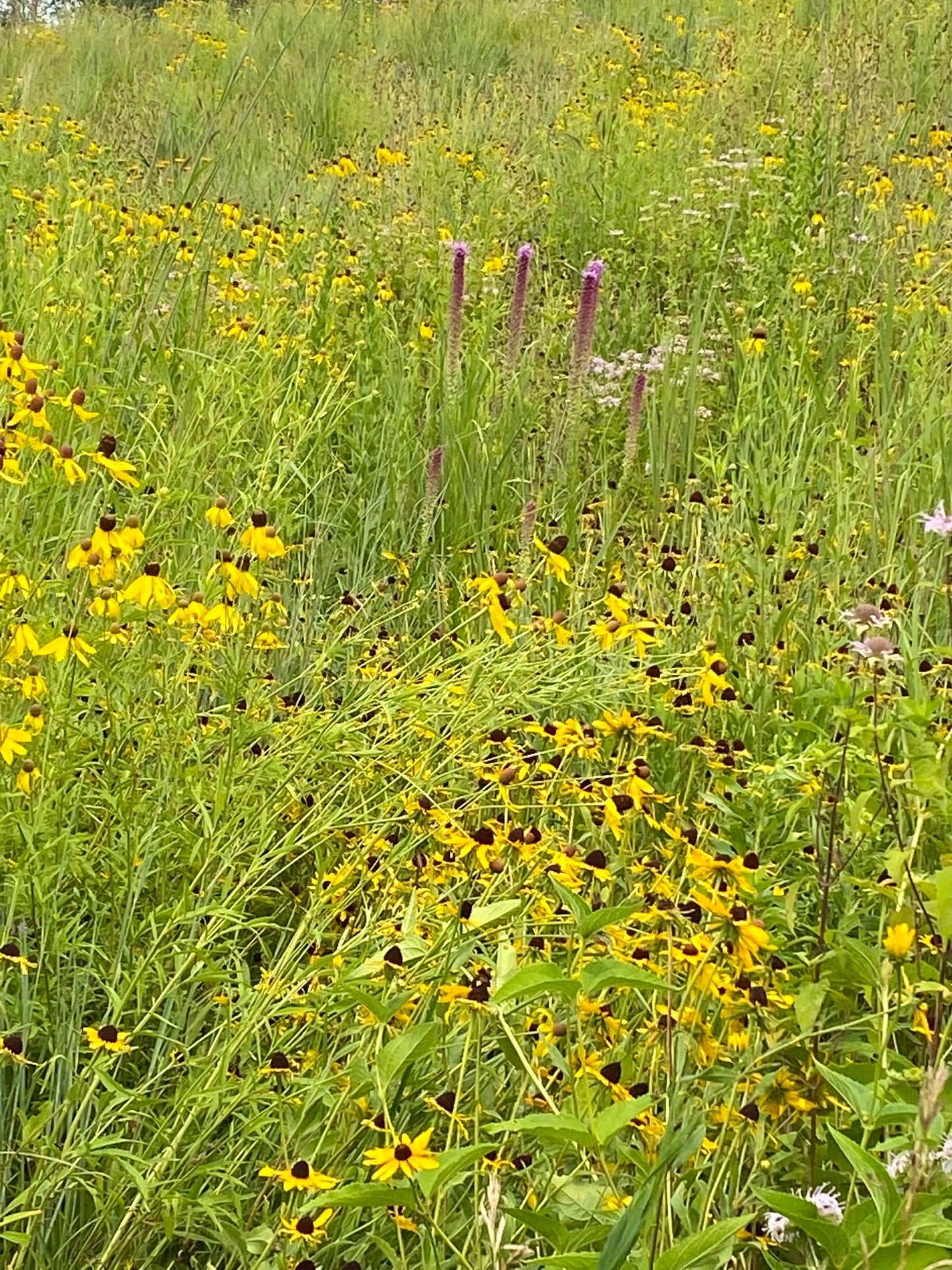 Native Grass & Wildflower Refuge - Hale Habitat & Seed