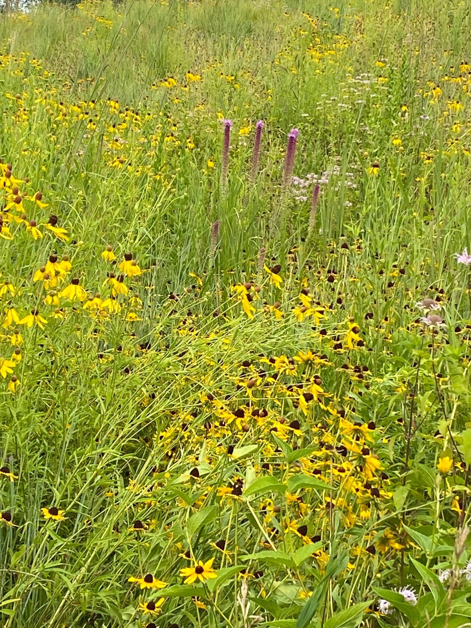 Native Grass & Wildflower Refuge - Hale Habitat & Seed
