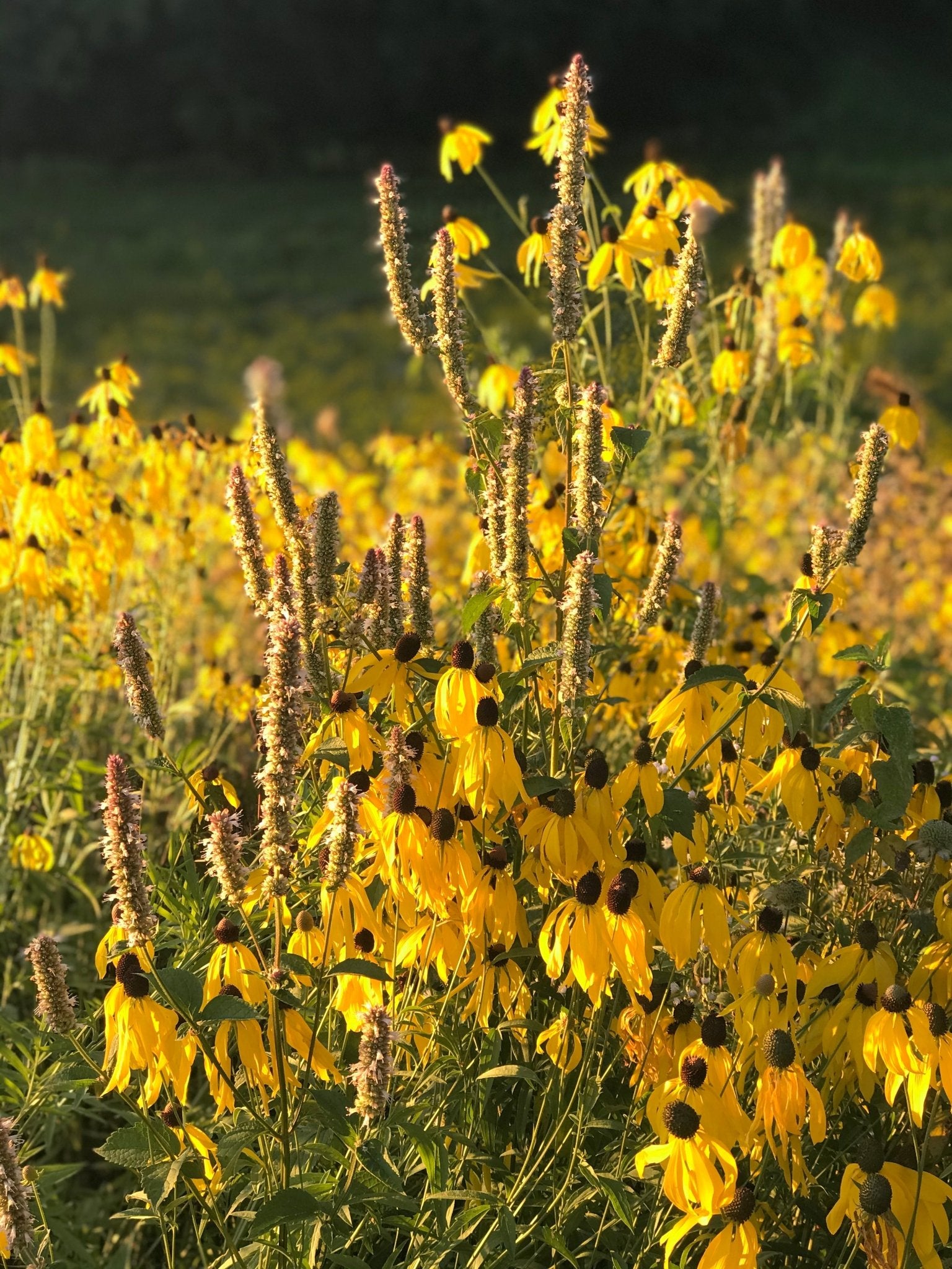 Native Grass & Wildflower Refuge - Hale Habitat & Seed