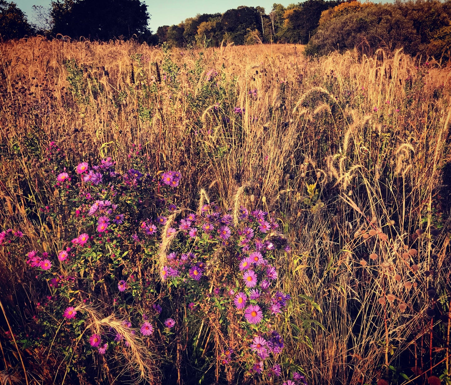 Native Grass & Wildflower Refuge - Hale Habitat & Seed