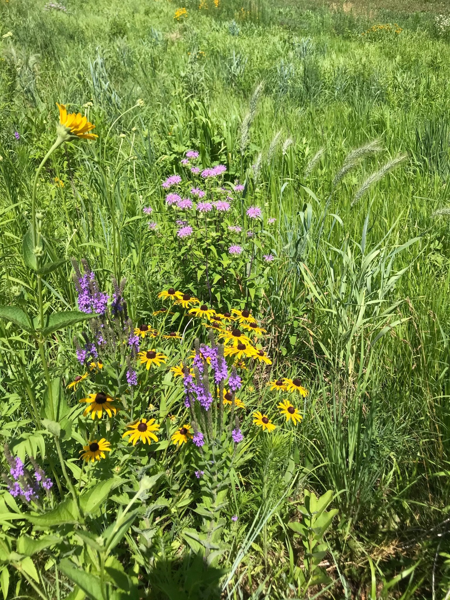 Native Grass & Wildflower Refuge - Hale Habitat & Seed