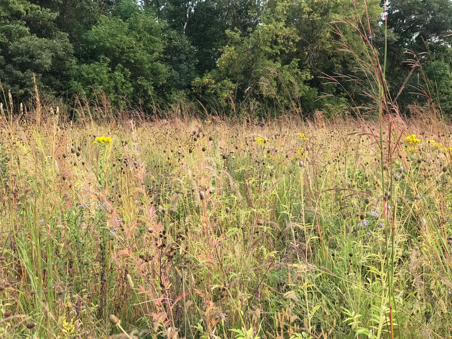 Native Grass & Wildflower Refuge - Hale Habitat & Seed