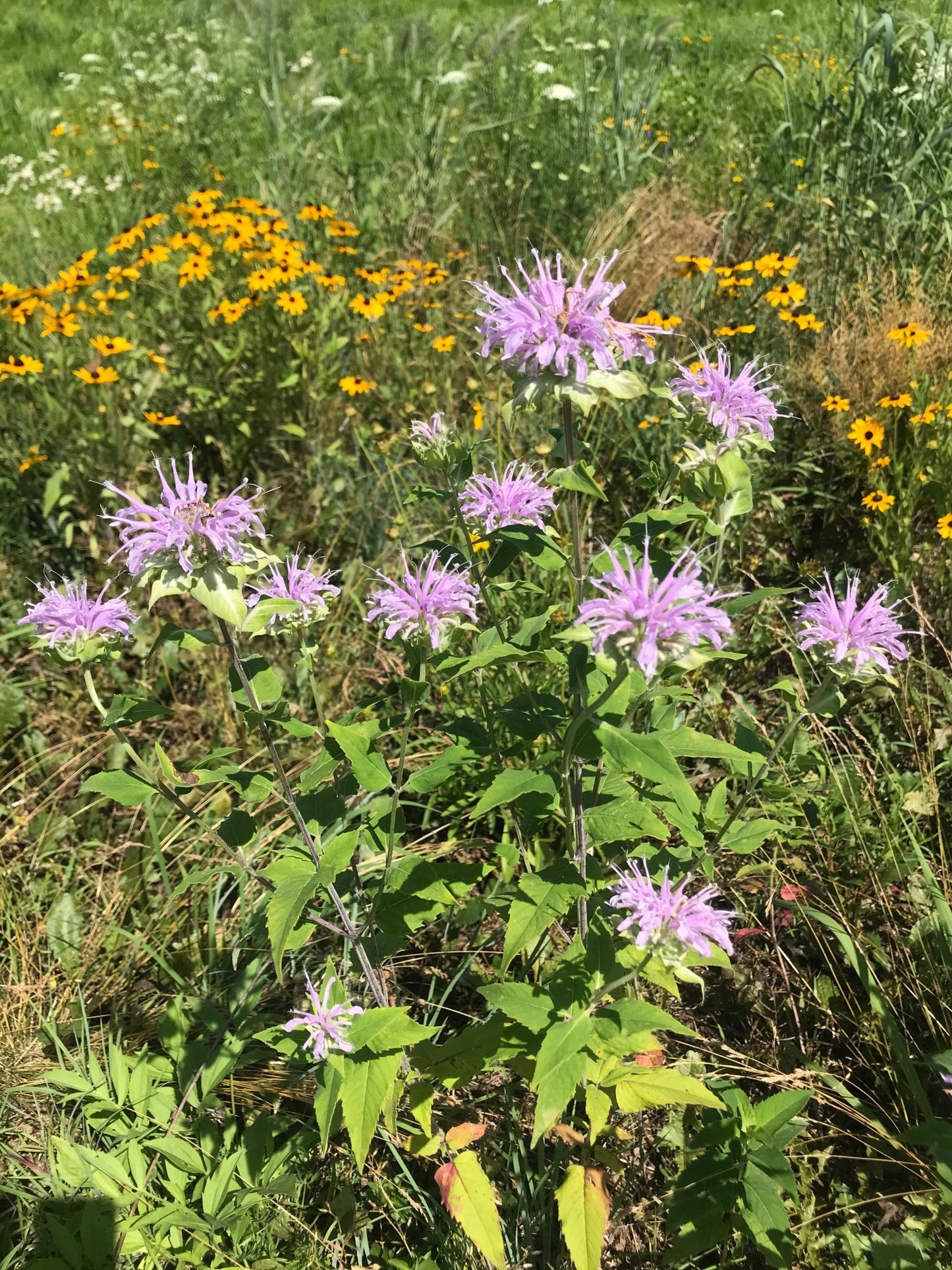 Native Grass & Wildflower Refuge - Hale Habitat & Seed