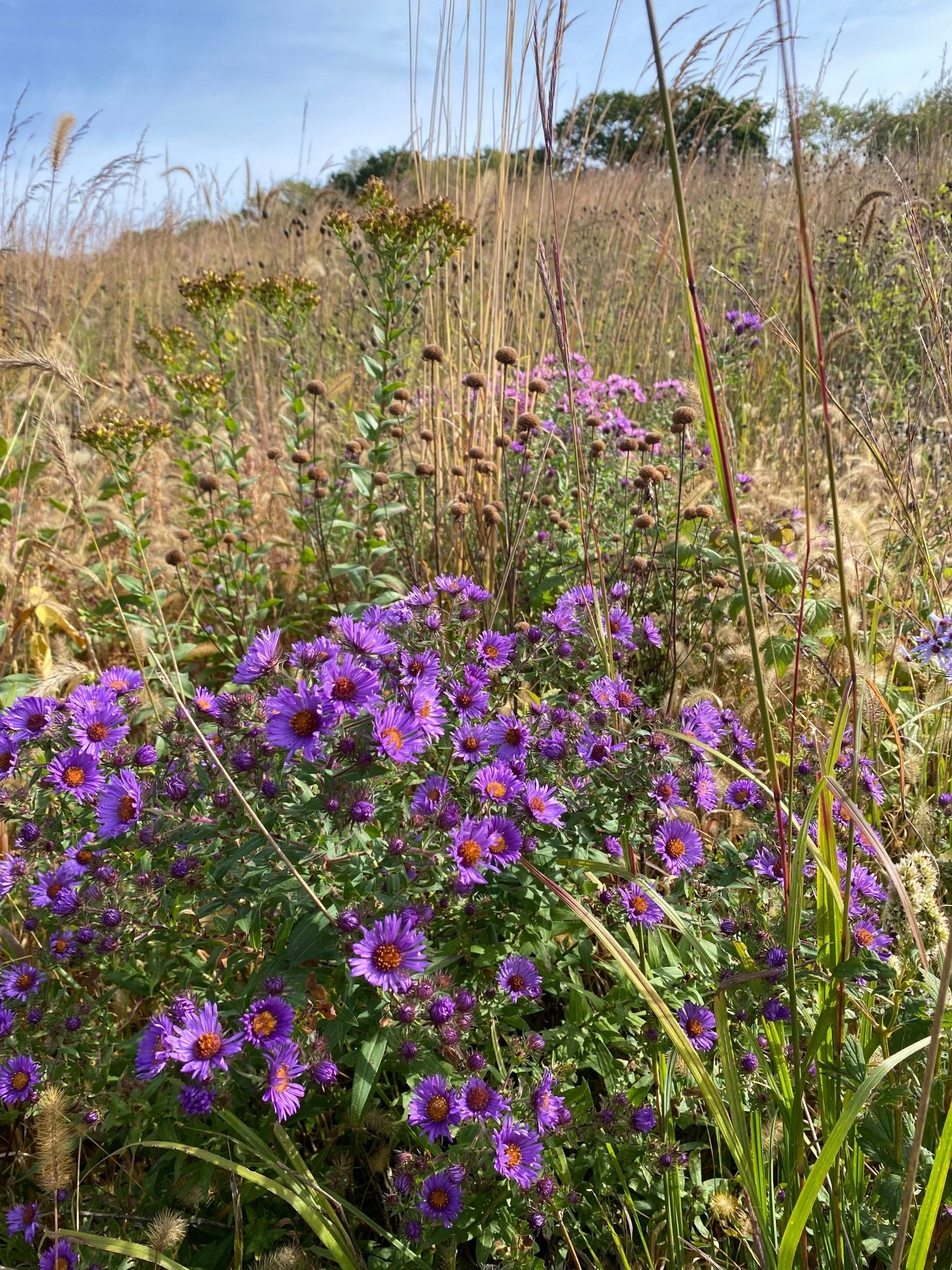 Native Grass & Wildflower Refuge - Hale Habitat & Seed