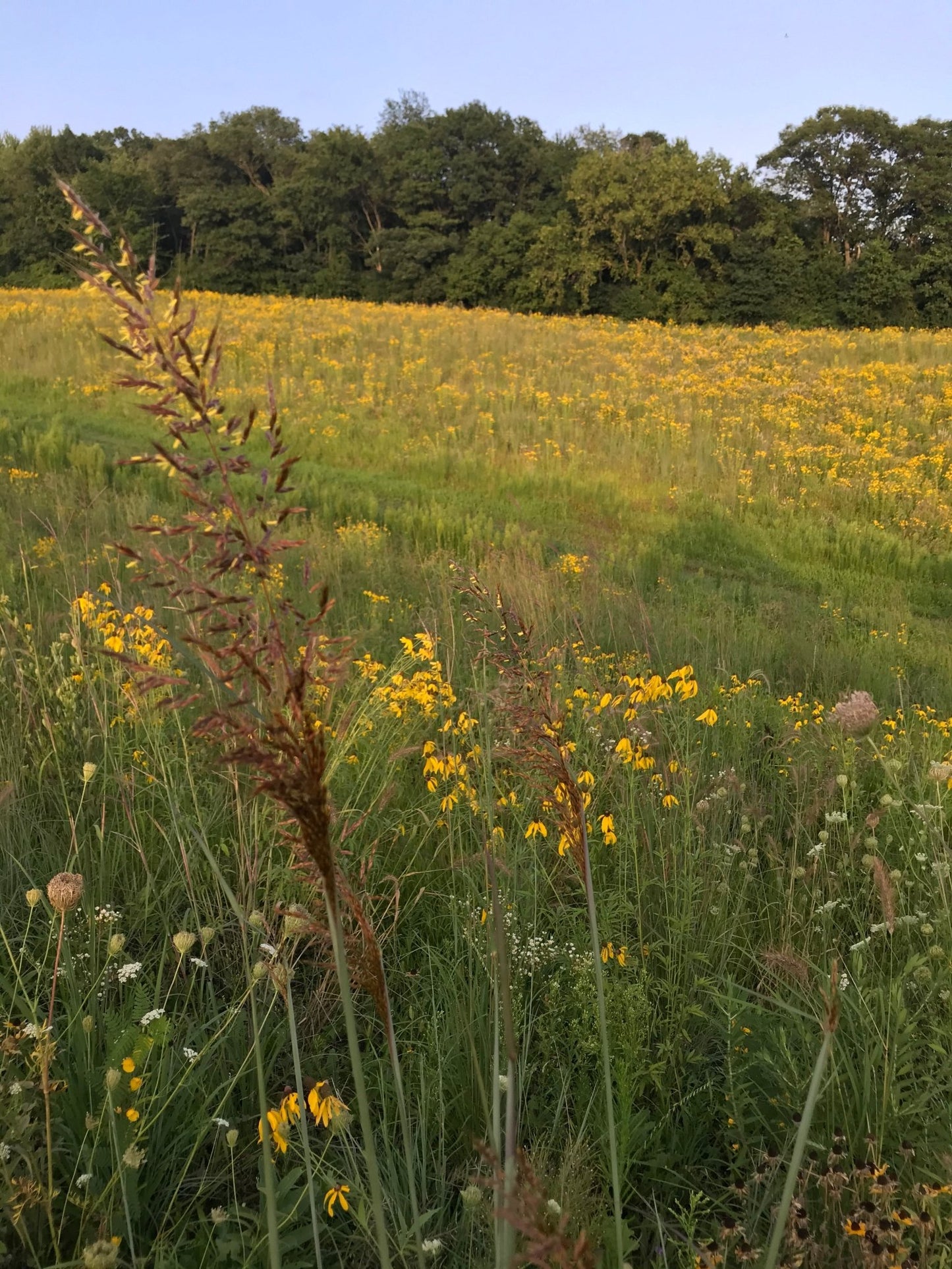Native Grass & Wildflower Refuge - Hale Habitat & Seed