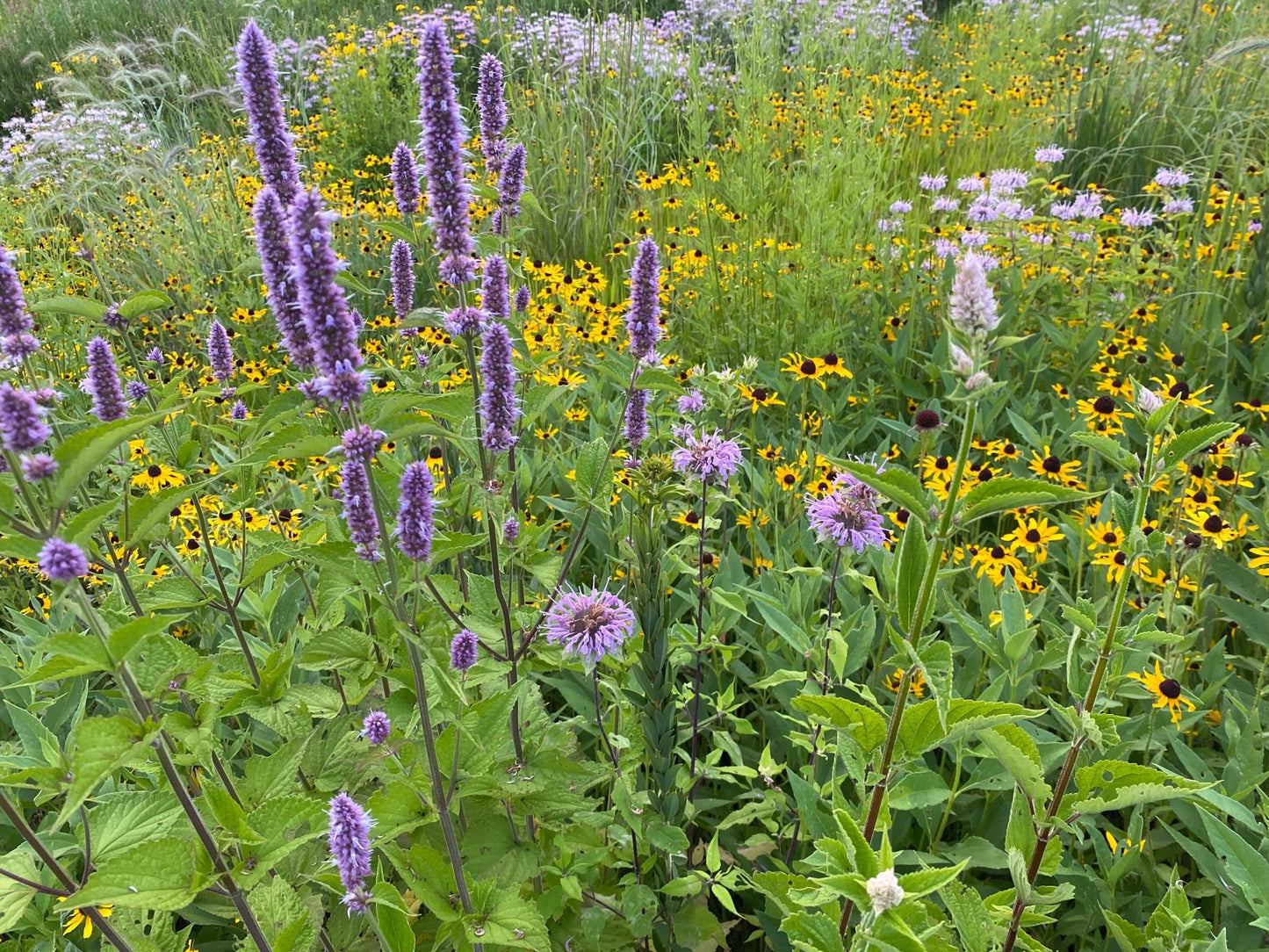 Native Grass & Wildflower Refuge - Hale Habitat & Seed