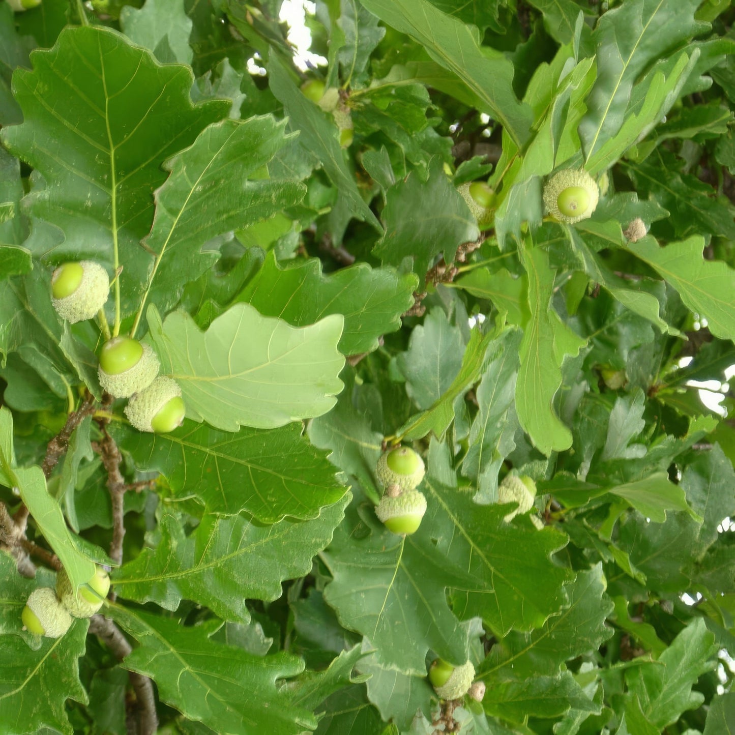 Oak Tree Habitat Bundle - 10 Trees and Kits - Hale Habitat & Seed