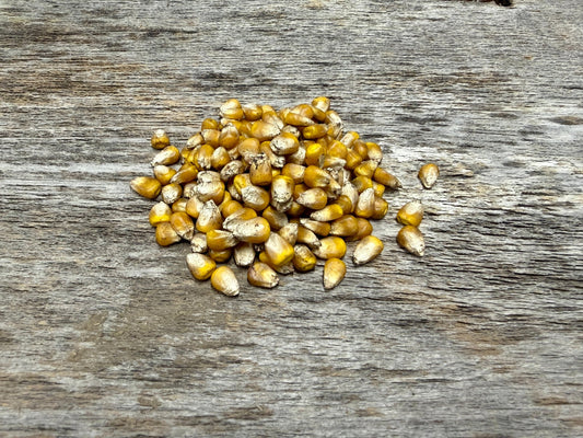 Organic Corn Food Plot Seed for Wildlife - Hale Habitat & Seed