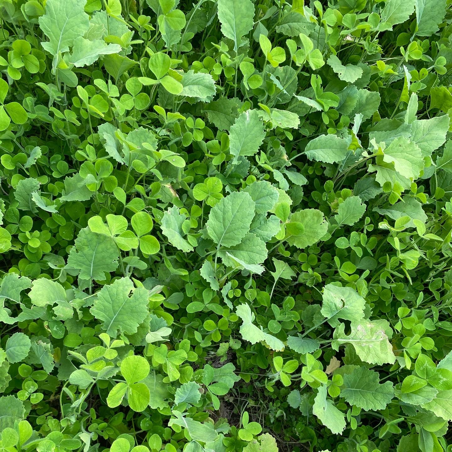 Partly Sunny Food Plot Mix - Hale Habitat & Seed