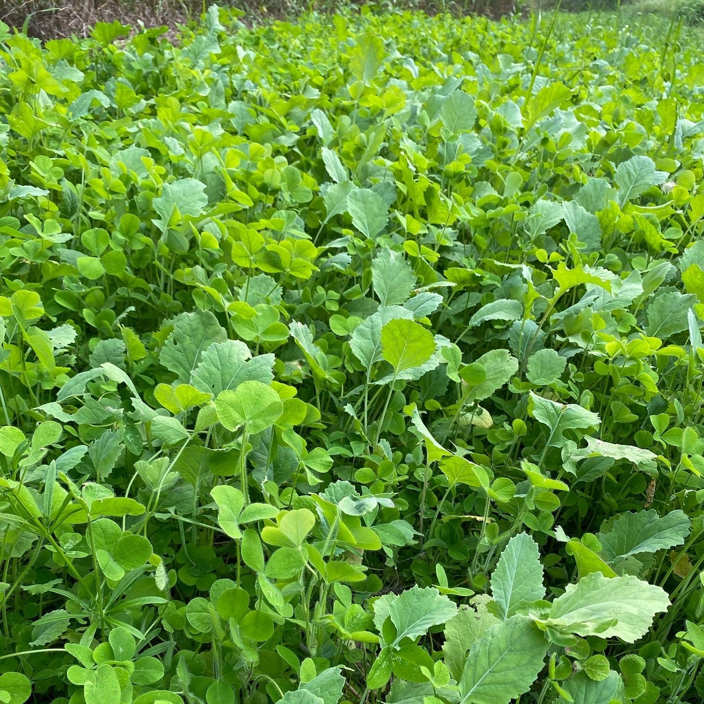 Partly Sunny Food Plot Mix - Hale Habitat & Seed