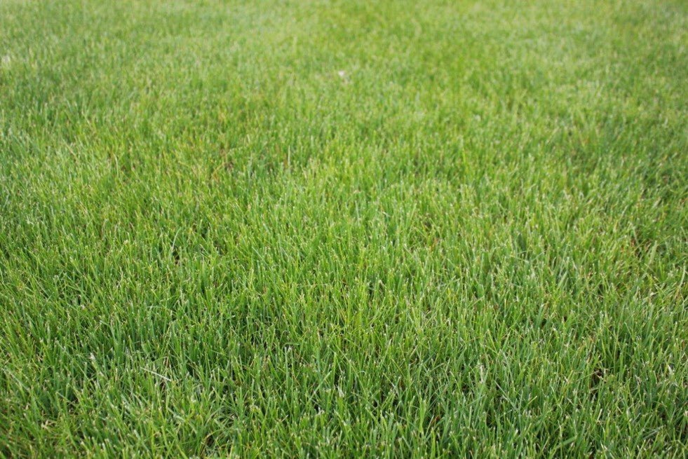Premium Lawn Seed Mix - Hale Habitat & Seed
