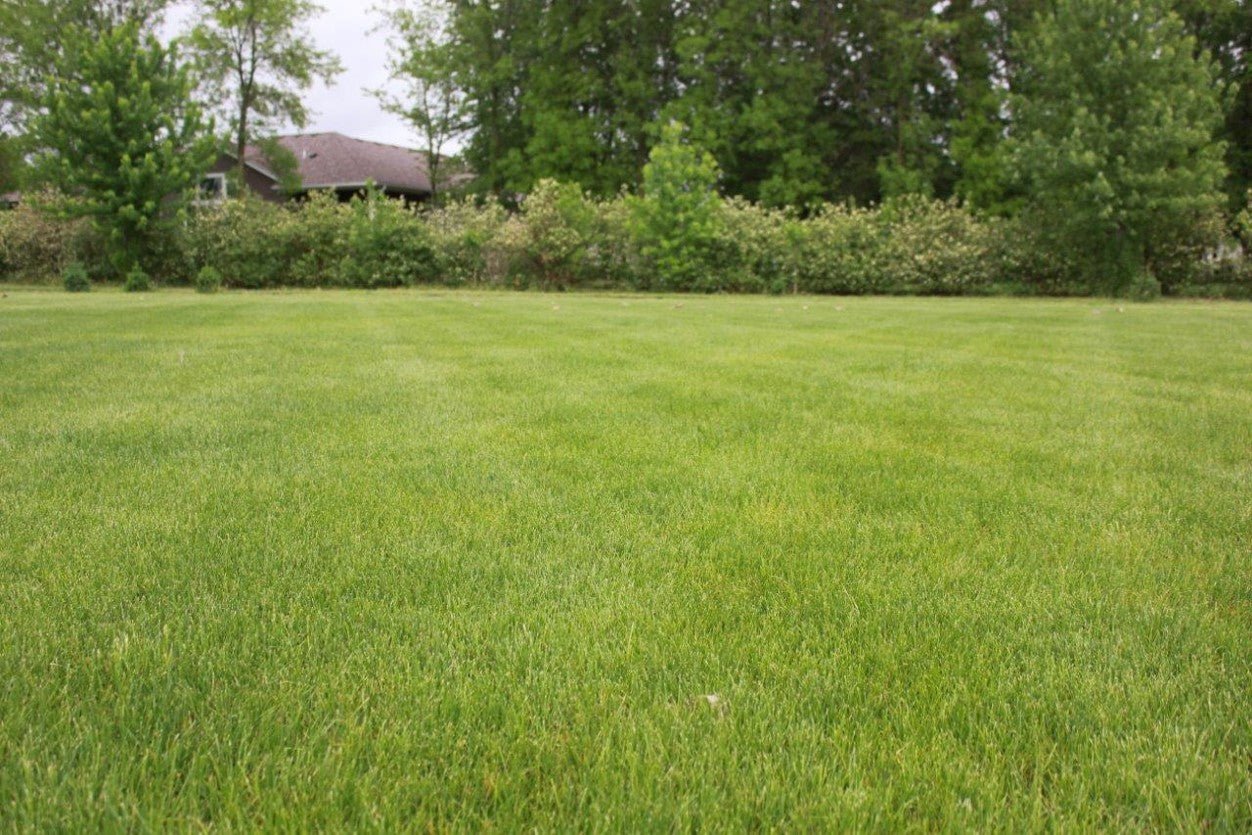 Premium Lawn Seed Mix - Hale Habitat & Seed