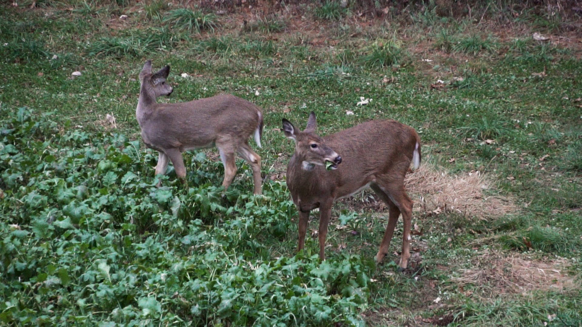 Doe and Fawn Feeding in a Turnip Food Plot