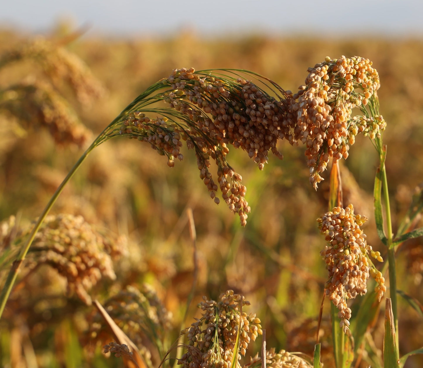 Proso Millet - Hale Habitat & Seed