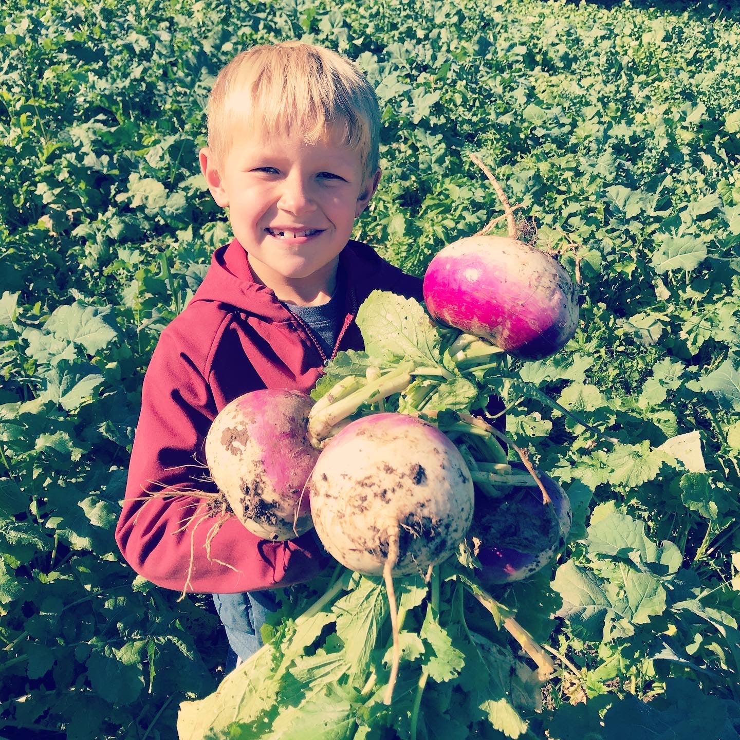Purple Top Turnip - Hale Habitat & Seed