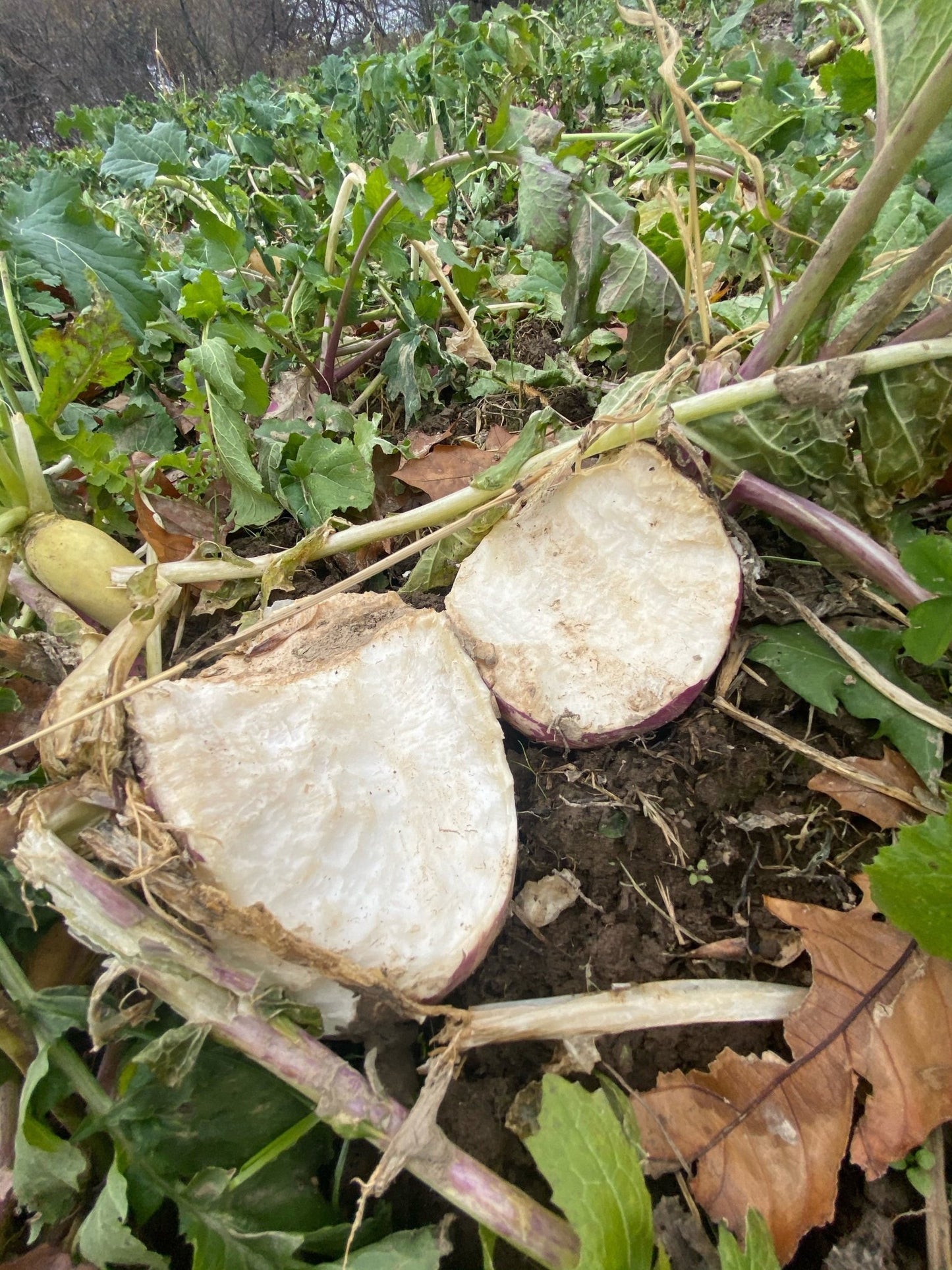 Purple Top Turnip - Hale Habitat & Seed