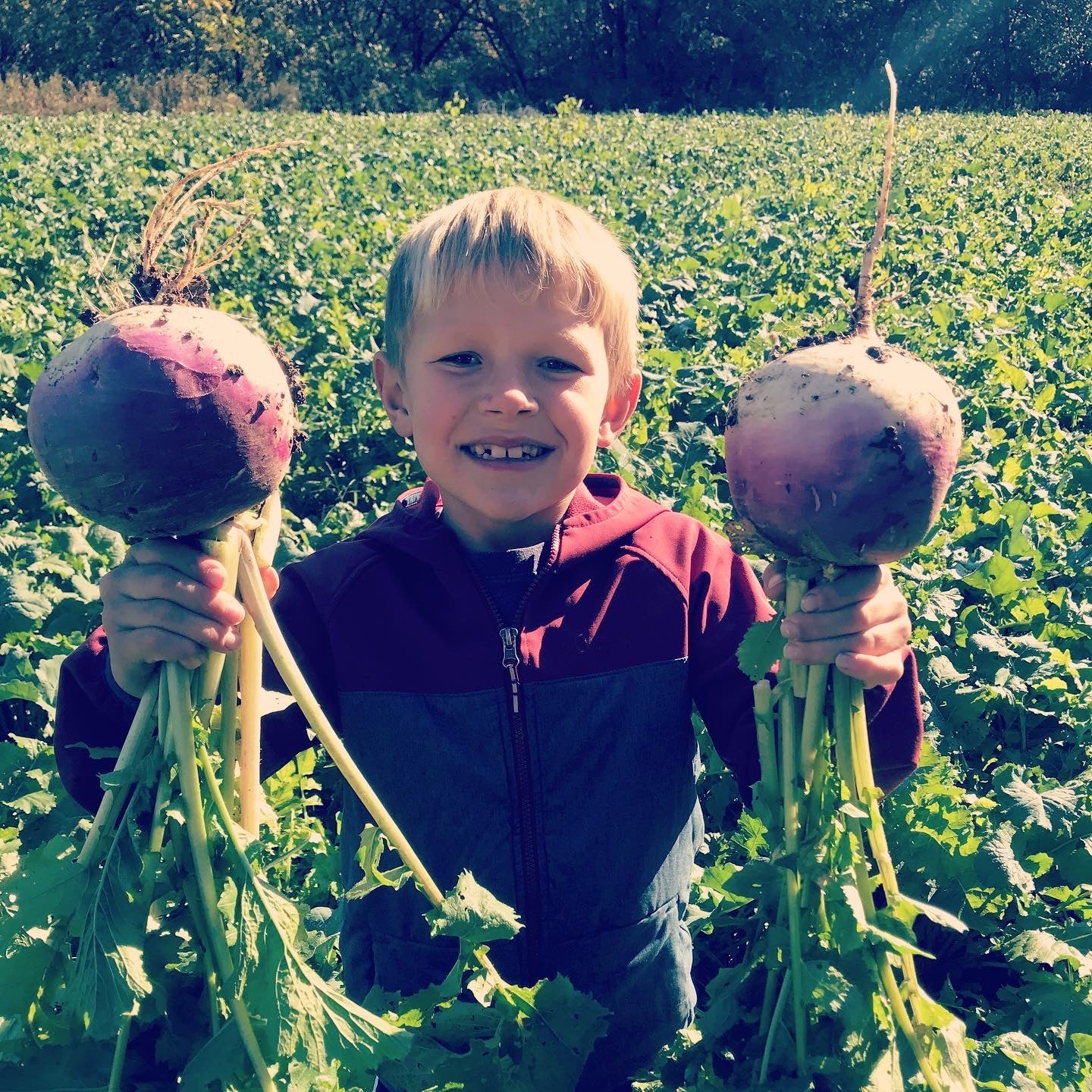 Purple Top Turnip - Hale Habitat & Seed
