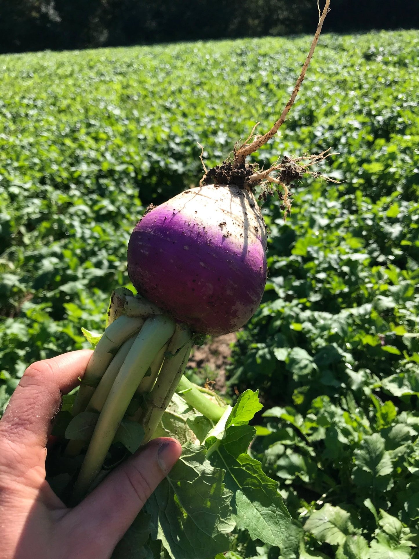 Purple Top Turnip - Hale Habitat & Seed