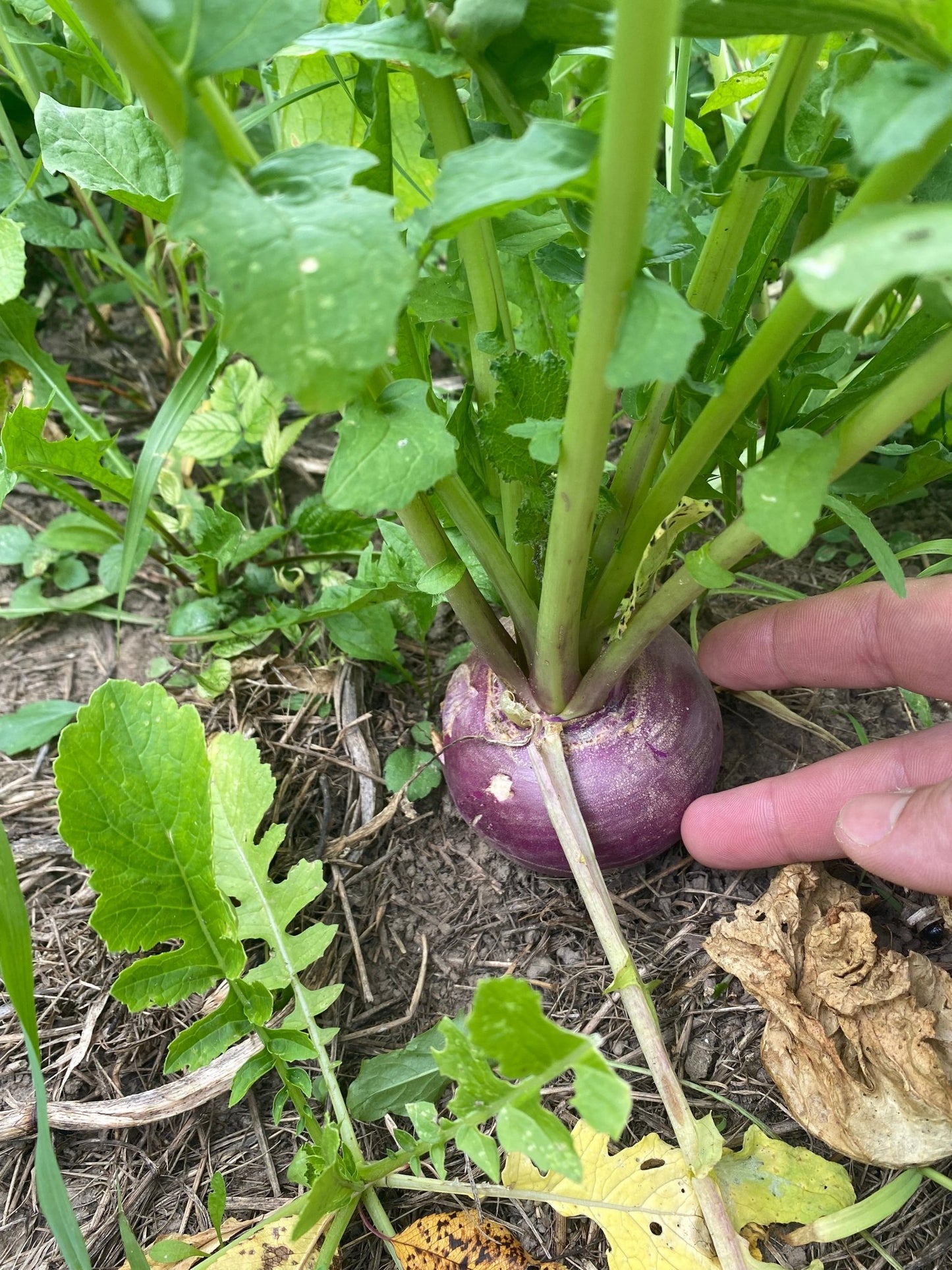 Purple Top Turnip - Hale Habitat & Seed