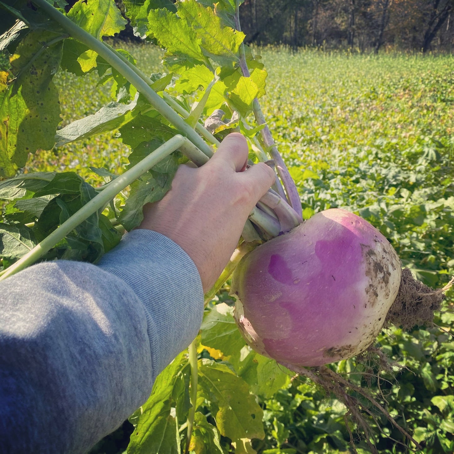 Purple Top Turnip - Hale Habitat & Seed