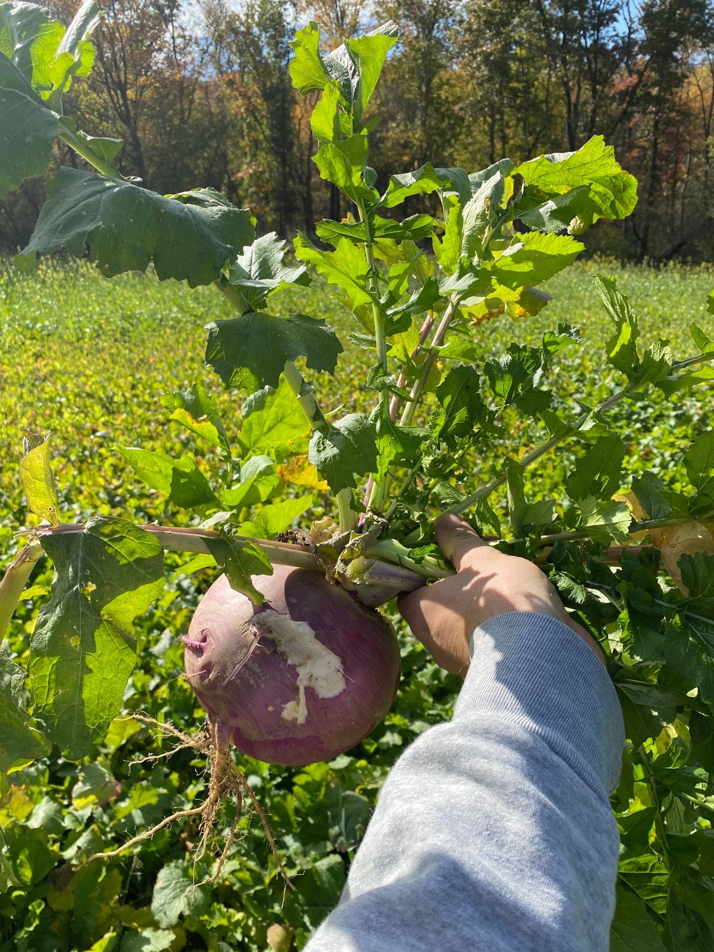 Purple Top Turnip - Hale Habitat & Seed