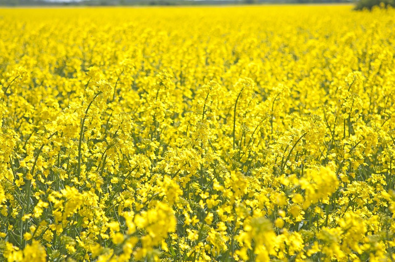 Rapeseed - Hale Habitat & Seed