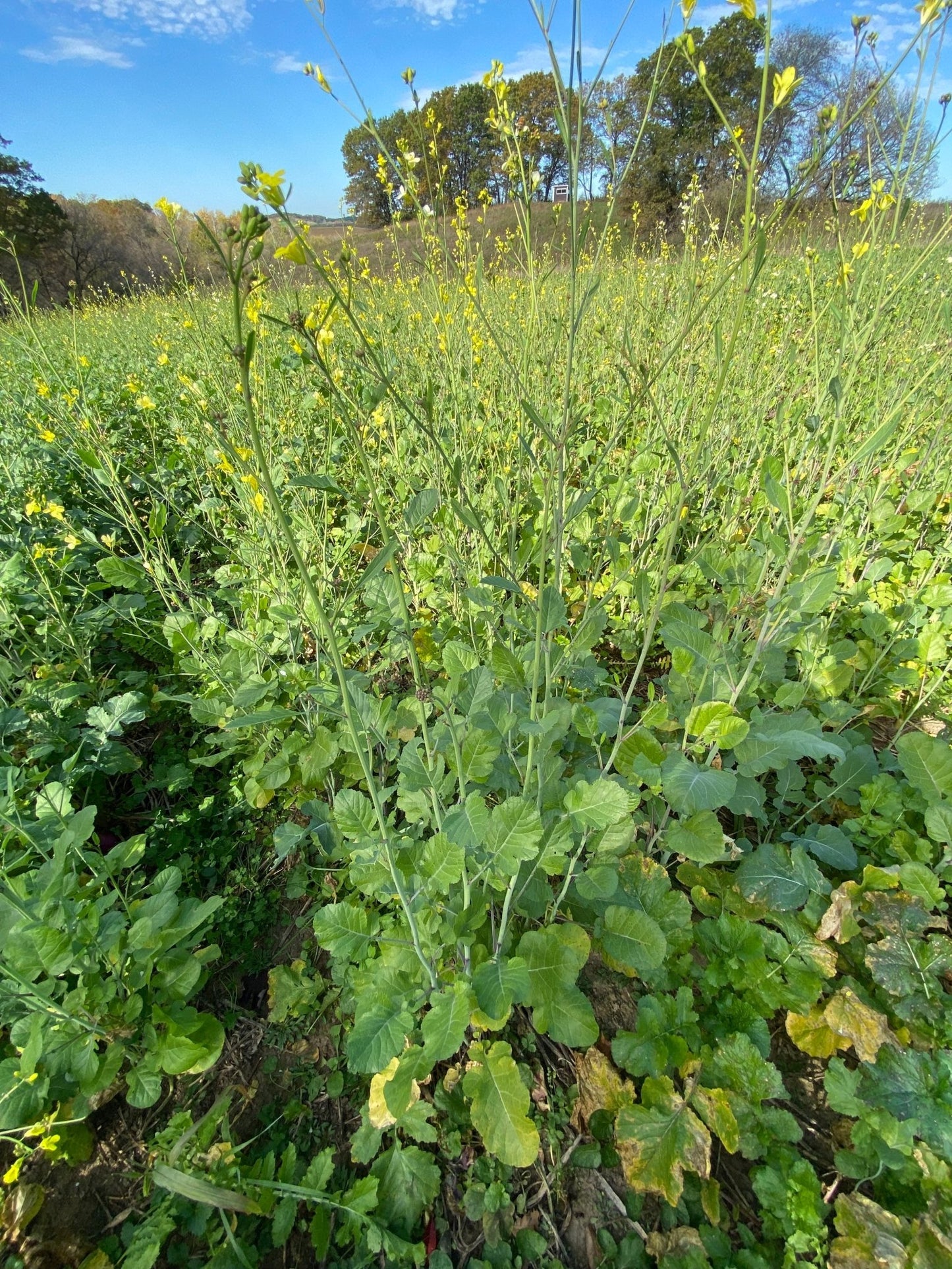 Rapeseed - Hale Habitat & Seed