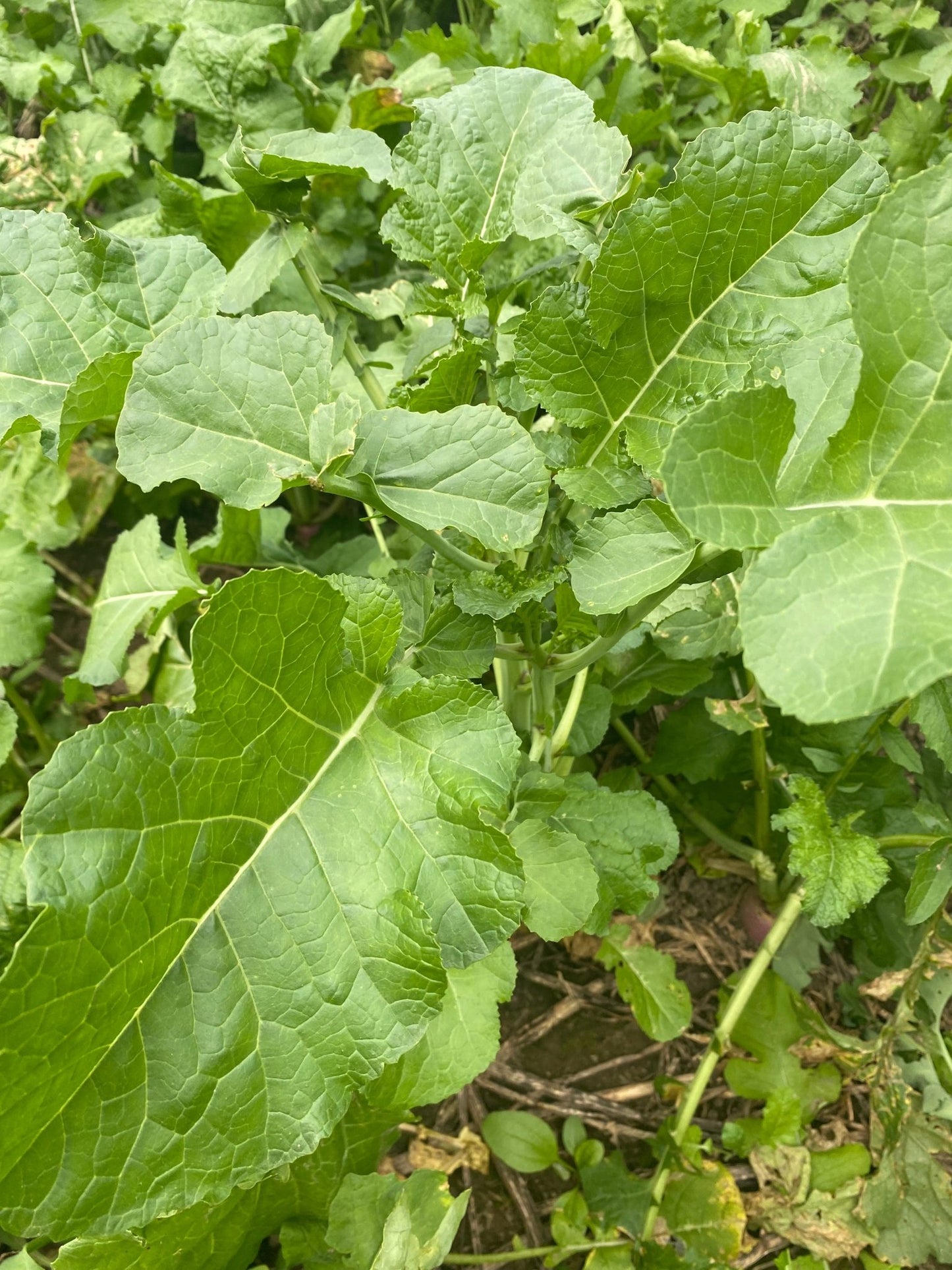 Rapeseed - Hale Habitat & Seed