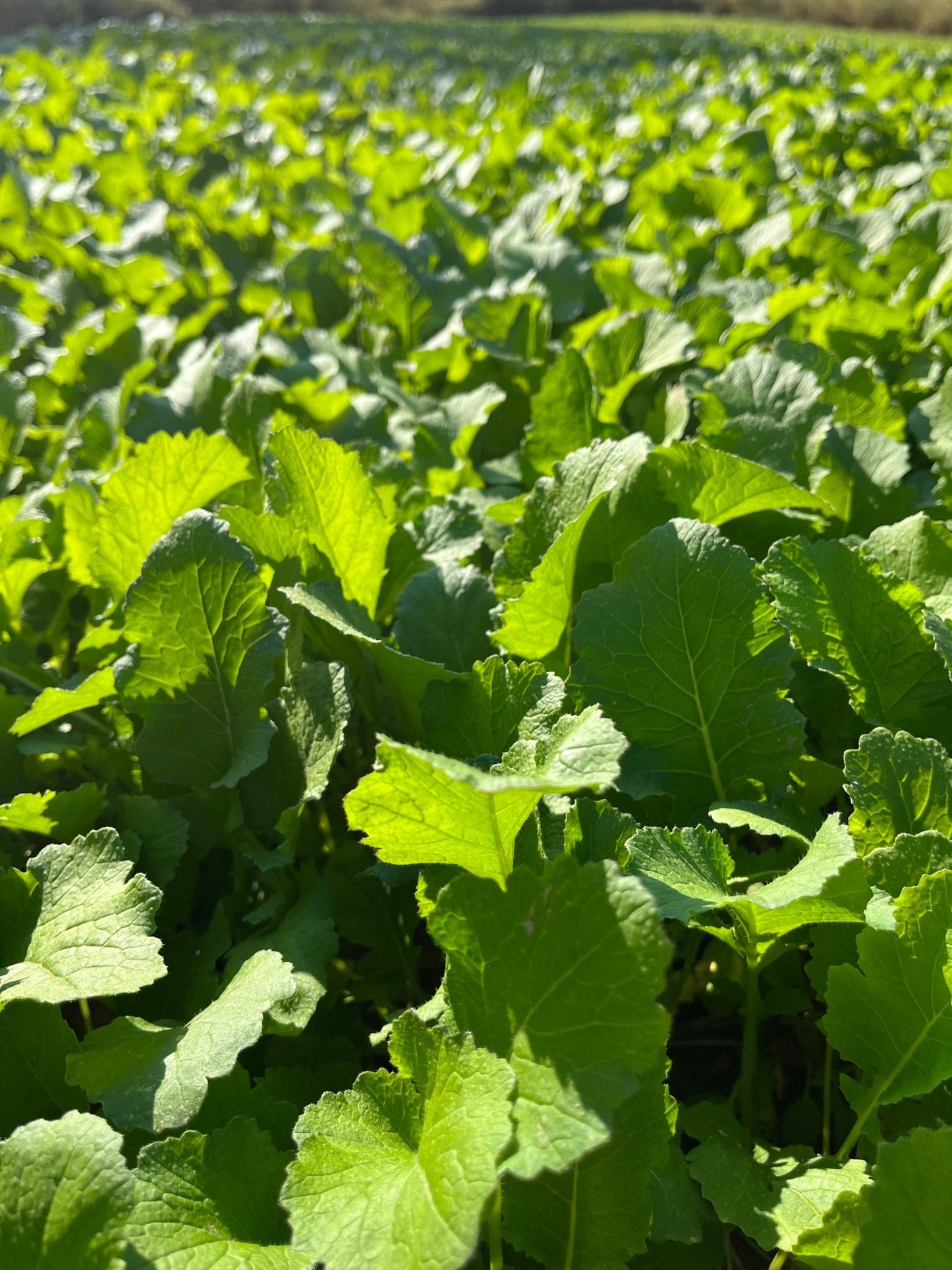 Rapeseed - Hale Habitat & Seed